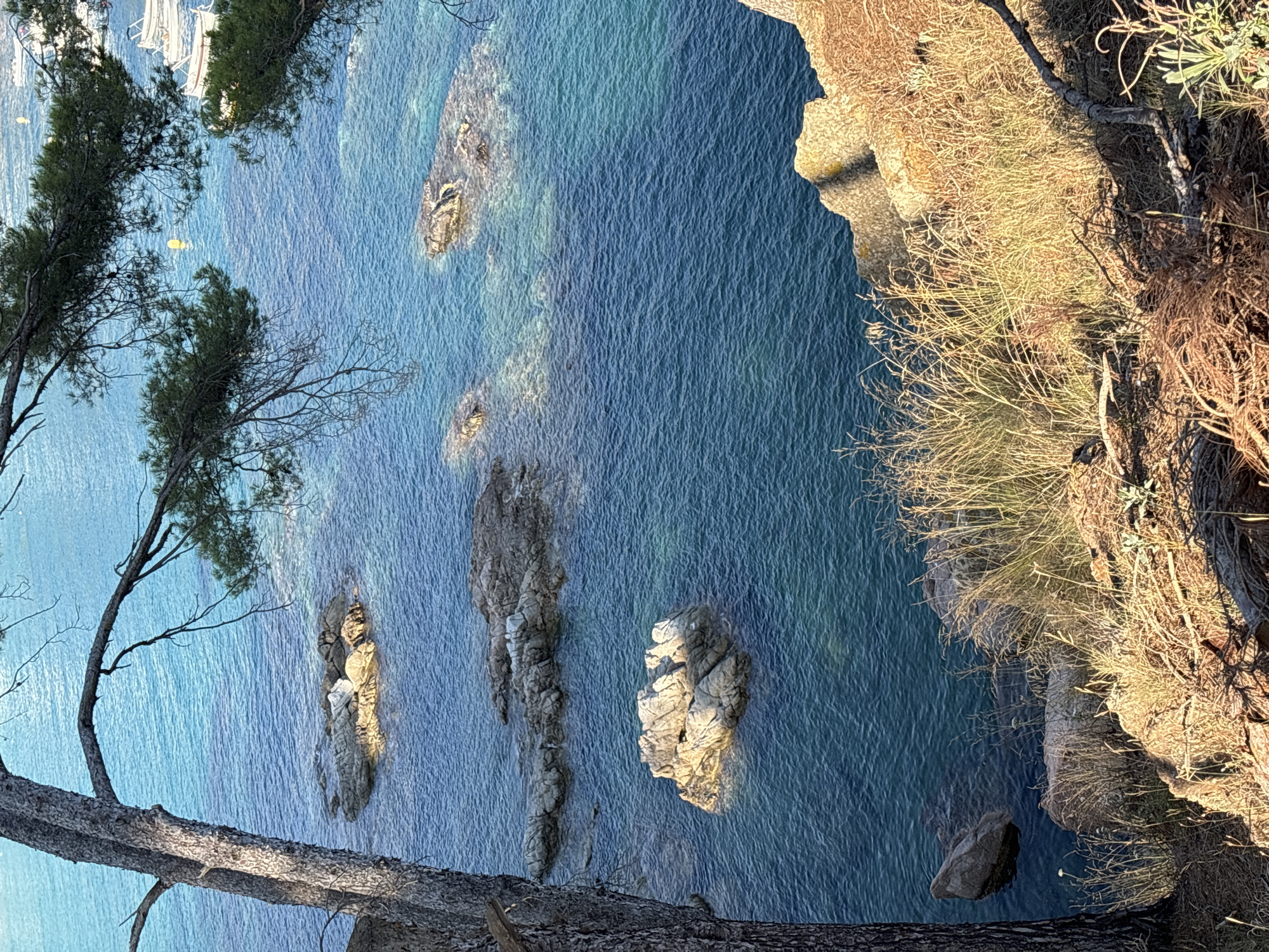 A high-angle view captures the tranquil waters and rocky coastline of Calella De Palafrugell, Spain. The foreground is dominated by the textured bark of a large tree trunk on the left and dry, sun-bleached grasses and pine needles on the right, indicative of a Mediterranean climate. The clear, deep blue water is dotted with several grey rocks, some partially submerged, creating a picturesque seascape. In the background, a cluster of white boats are anchored, their masts visible, suggesting a harbor or bay. The lighting indicates a bright, sunny day, with sunlight casting distinct shadows and illuminating the water with a vibrant turquoise hue.