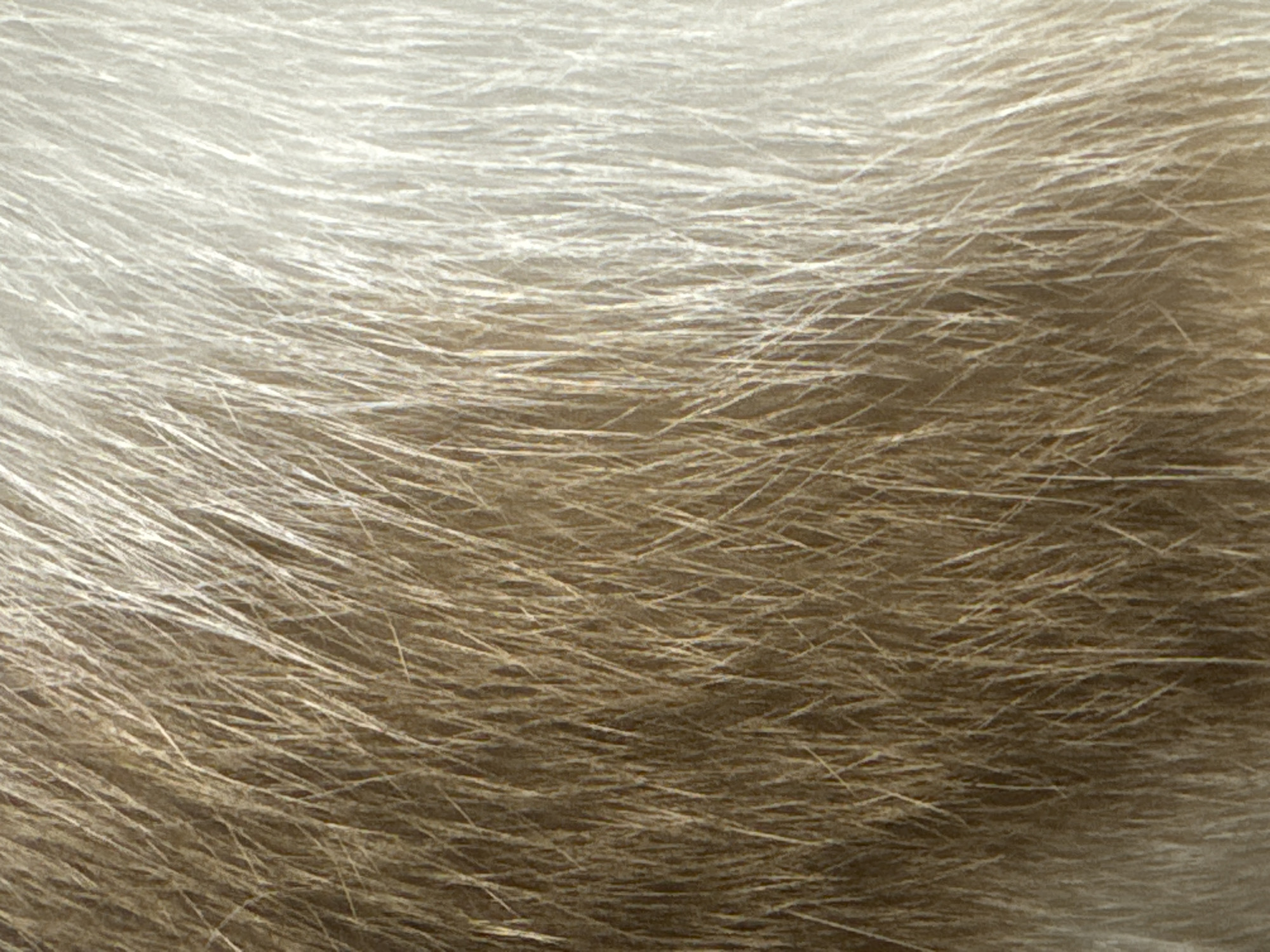 The image is a close-up, full-frame shot of animal fur. The fur appears to be from a domestic animal, possibly a cat or dog, with a mix of light brown and white hairs. The texture is soft and dense, with individual hairs clearly visible. The lighting suggests a natural, diffused light source, creating subtle shadows that give the fur a three-dimensional quality. There is no discernible background or context that would place this image in any specific location, including Moscow, Russia.