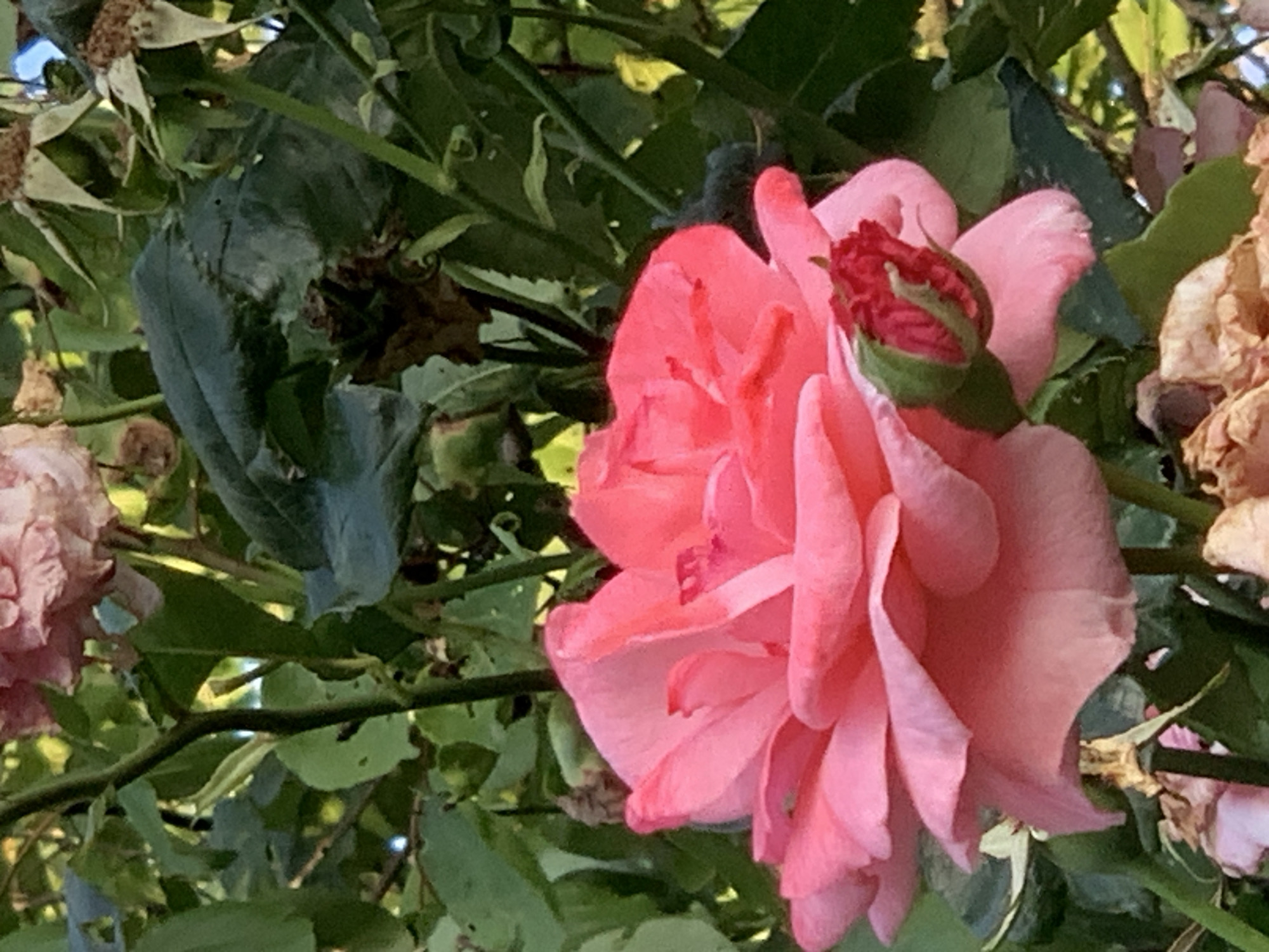 This is a close-up, vertical, eye-level shot of a pink rose in full bloom. The rose is the primary subject, with its petals unfurled and facing the viewer. To the lower right of the main rose, a small, tight rosebud in a deep red hue is visible. The background is a blur of green foliage, suggesting a garden setting. The lighting is natural and appears to be from sunlight filtering through the leaves. The image quality is good, with sharp focus on the rose and bud. There are no people or discernible landmarks that would indicate a specific location within a city.