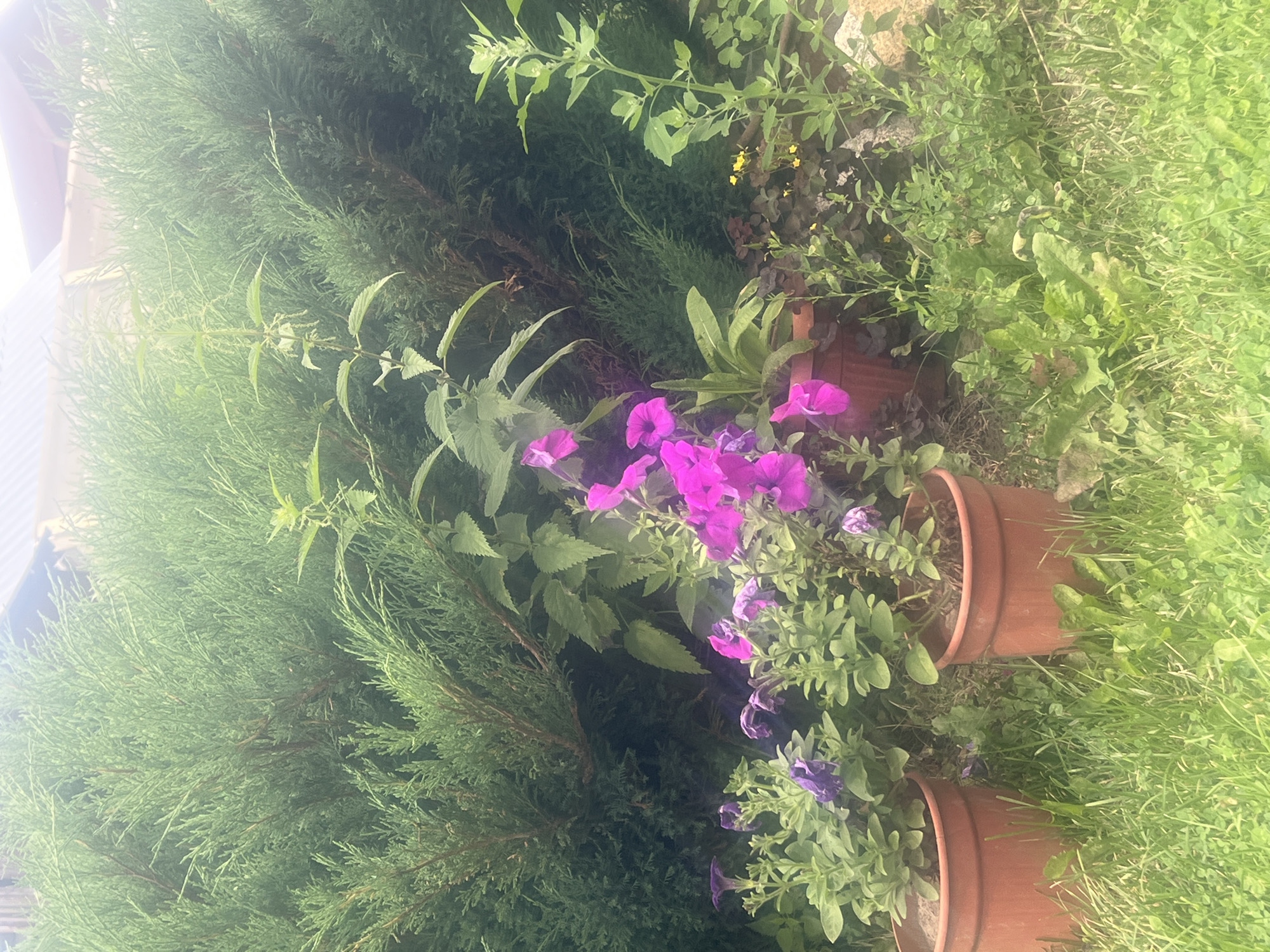 In Mochishche, Russia, a garden scene unfolds with a backdrop of dense green conifer trees. In the foreground, two terra cotta pots contain blooming petunias, one with vibrant pink flowers and the other with purple. Surrounding the pots is lush green grass, interspersed with smaller plants and weeds. A tall stalk of stinging nettle stands prominently among the foliage, adding a touch of wildness to the cultivated garden. The overall impression is one of a well-tended yet natural outdoor space, typical of a Russian dacha.