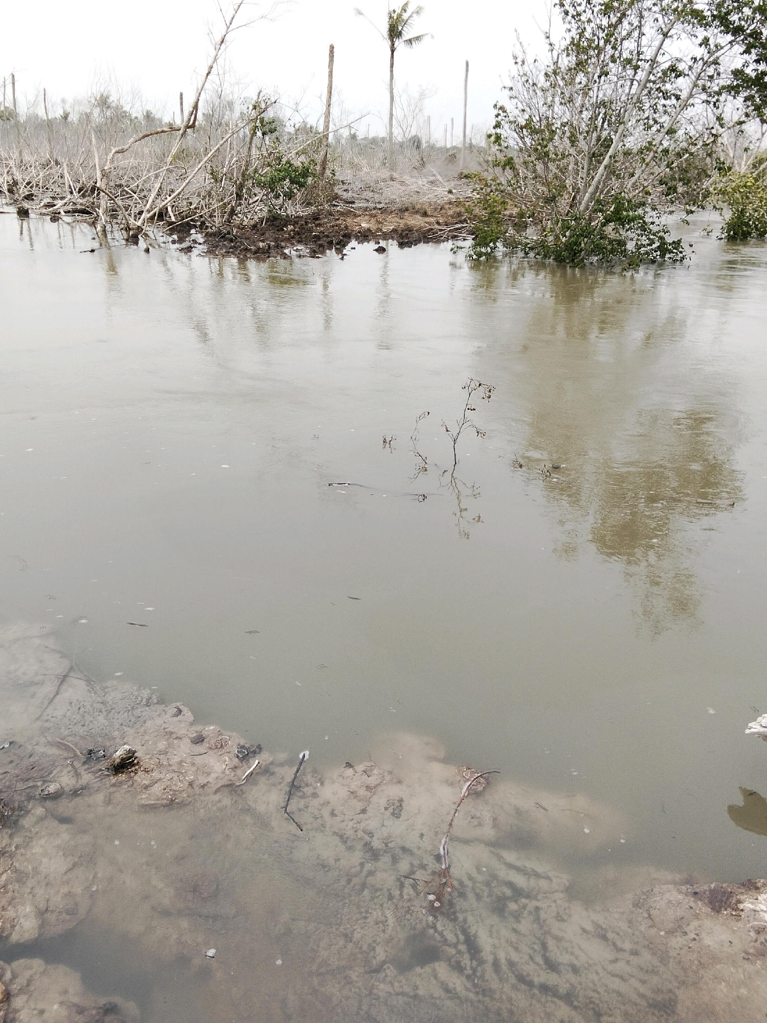 The image depicts a flooded area with debris in Teluk Pambang, Indonesia. The foreground shows murky water with exposed, muddy land and some scattered plant matter. In the mid-ground, the water continues, reflecting the overcast sky and the surrounding vegetation. The background features a dense cluster of dead trees and branches, indicative of an environmental disturbance or damage. A single palm tree is visible in the far background, suggesting a tropical or subtropical climate. The overall scene conveys a sense of desolation and the aftermath of a natural event, possibly a storm or flood, impacting the landscape. There are no people visible in the image.