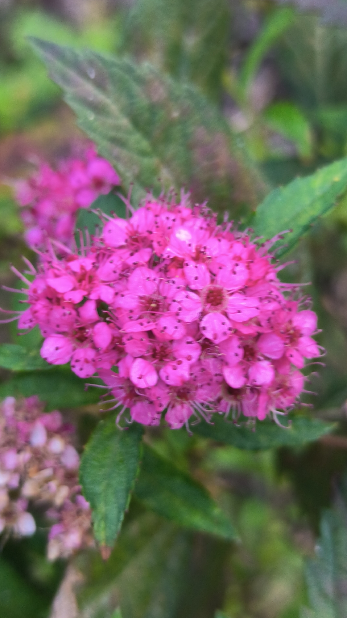 A close-up, slightly out-of-focus photograph showcases a cluster of vibrant pink flowers with numerous small petals and delicate stamens. Green leaves with visible veins are interspersed among the blossoms, some appearing slightly worn or discolored. The background is a blur of green foliage and hints of other pink flowers, suggesting a garden or natural setting. The lighting is soft and diffused. No people, animals, or man-made structures are visible. The scene is set in an outdoor environment. The location is not specified in the image, and therefore cannot be determined to be in Lviv, Ukraine.