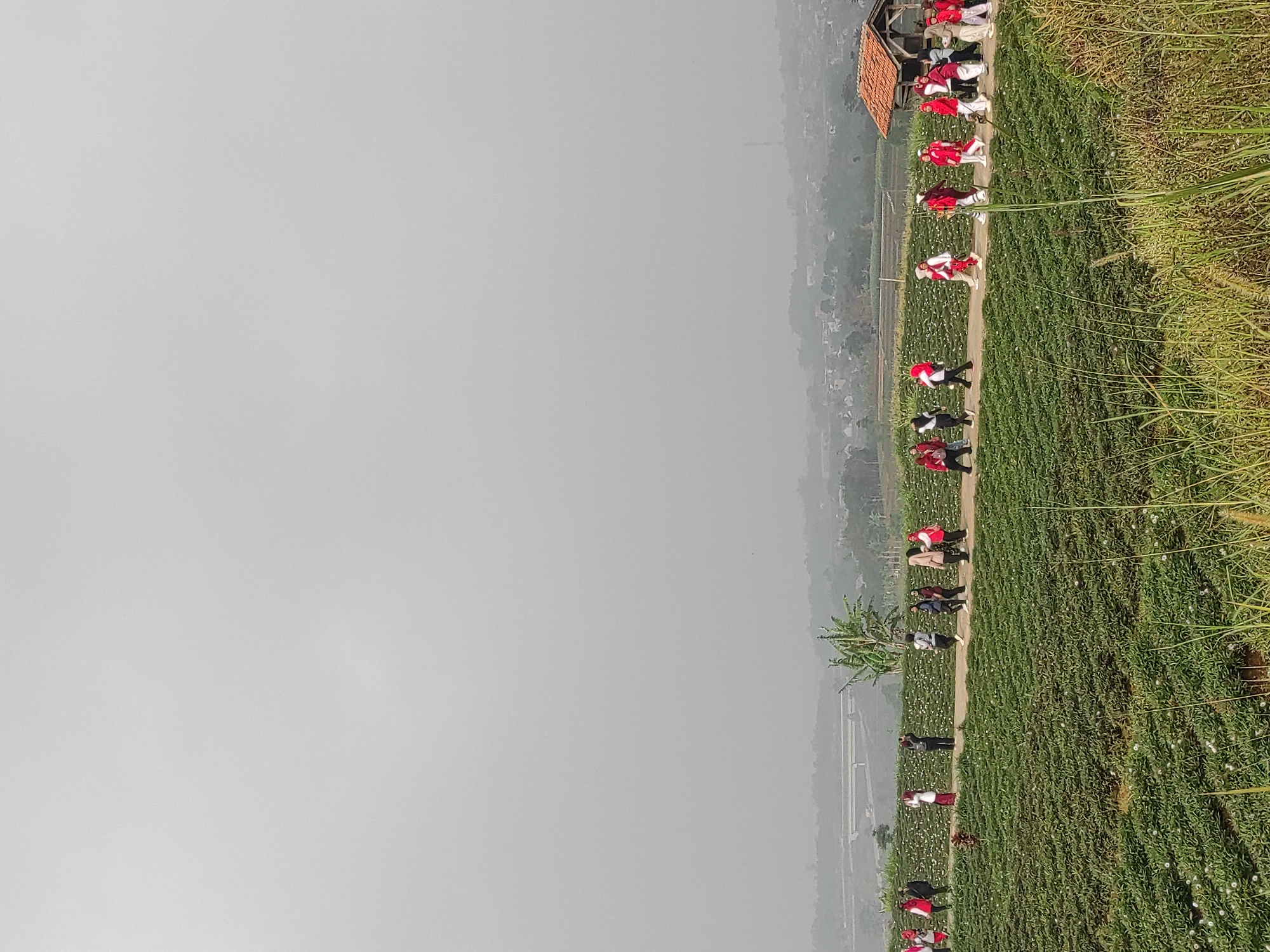 A group of people, some wearing red and white attire, walk along a path through a strawberry farm in Sumedang, Indonesia. The farm features rows of green strawberry plants with white flowers and some visible red fruits. A small wooden hut with a tiled roof is situated to the right of the path. In the background, a hazy landscape includes distant buildings, trees, and a highway bridge. The sky is overcast and appears hazy. The overall scene depicts a recreational activity or excursion within a rural agricultural setting.