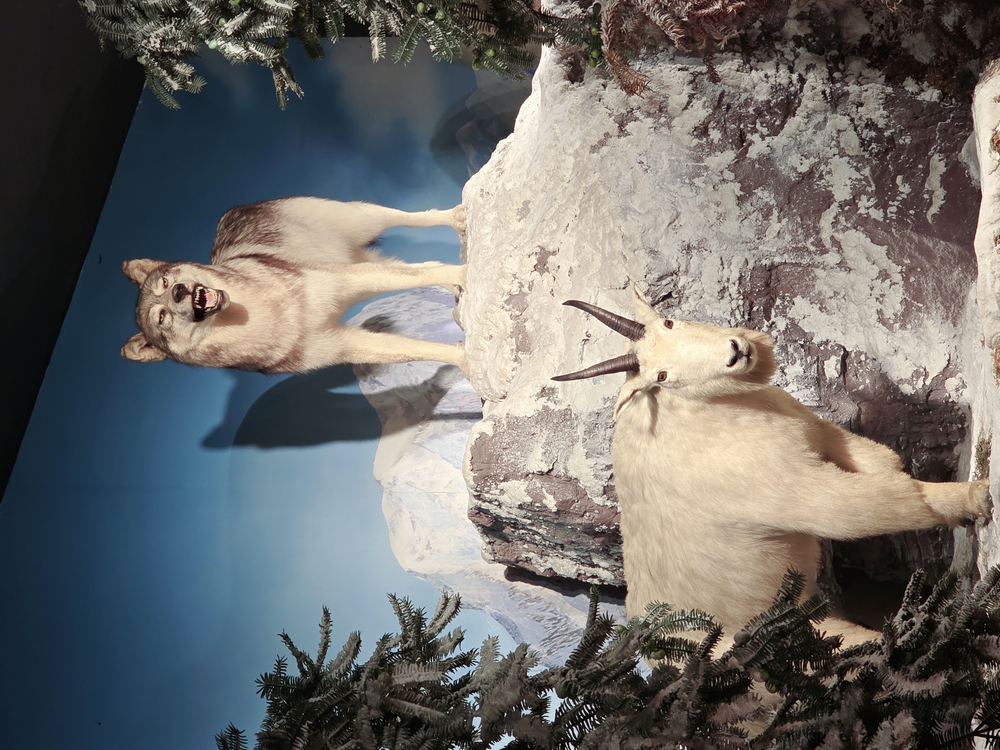 This media file depicts a diorama of a natural wildlife scene, likely a museum exhibit. The primary subjects are a wolf and a mountain goat posed in a dynamic interaction. The wolf, with its mouth open in a snarl, appears to be lunging forward, showcasing its fangs and intense predatory focus. Its fur is a mix of tan, brown, and white. The mountain goat, positioned on a rocky outcrop, faces the wolf with its head turned slightly towards the viewer. It has a thick, creamy-colored coat and distinctive curved horns. The goat's expression is one of alertness.
The setting is a mountainous, winter environment. The background features a painted sky with varying shades of blue, suggesting a clear day, possibly with distant snow-capped mountains reflected or visible. The foreground is dominated by textured, rocky terrain dusted with white, mimicking snow or frost. Evergreen branches, also appearing frosted, frame the scene from the top and bottom, adding to the winter atmosphere.
The diorama is designed to capture a moment of intense action, likely a hunt or a confrontation between predator and prey. The lighting appears to be artificial, typical of museum displays, highlighting the taxidermied animals and the scenic elements. There is no visible text within the image. The scene evokes a sense of wilderness and the raw struggle for survival in a harsh climate. The composition and pose of the animals suggest a narrative of pursuit.