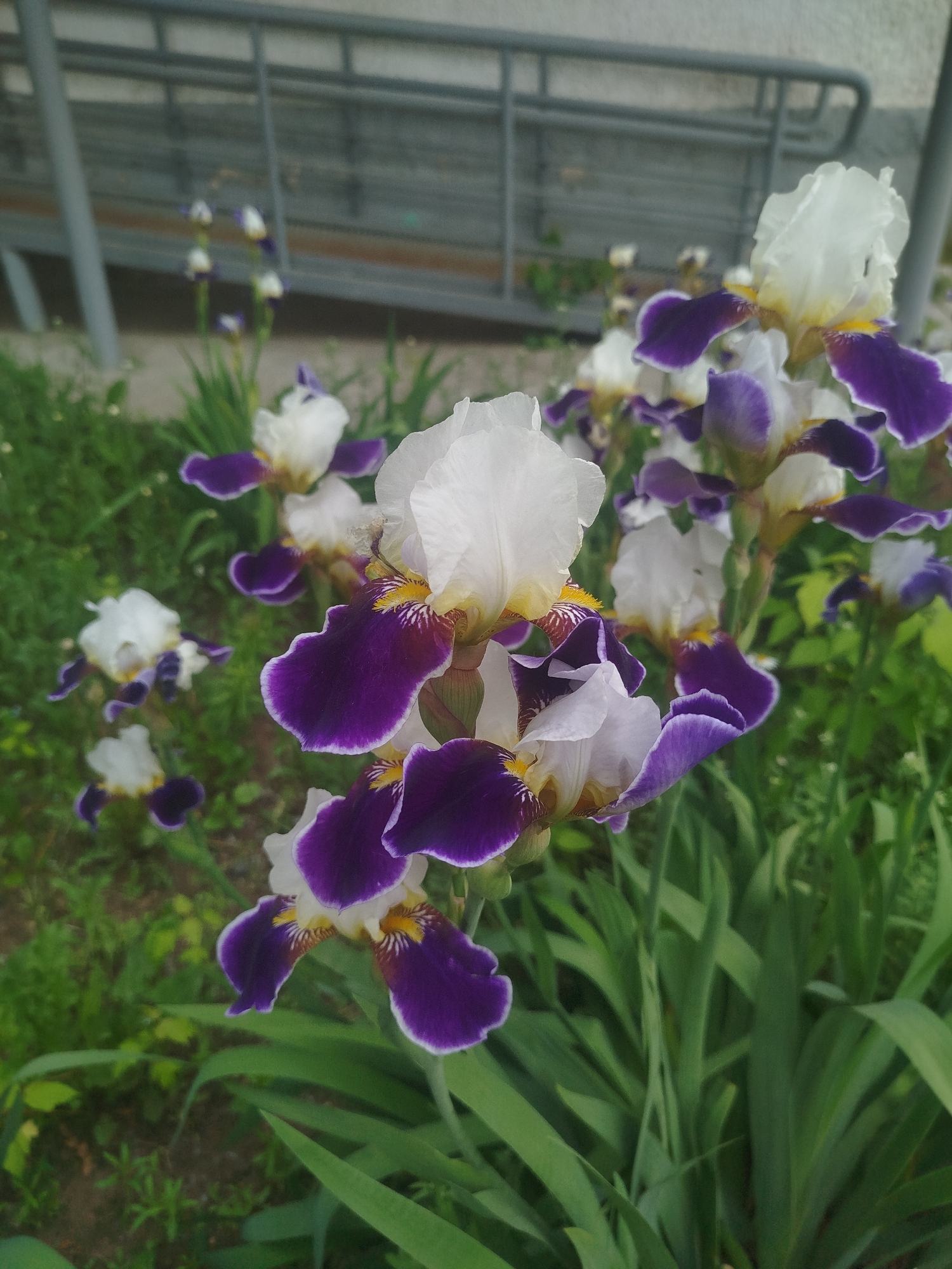 In an outdoor, possibly urban, setting, a cluster of iris flowers are in bloom. The irises exhibit a striking color combination of white and deep purple petals with yellow accents at their centers. The flowers are arranged in a garden bed with lush green foliage. In the background, a grey, textured wall and a metal railing are visible, suggesting the presence of a building or structure. The overall scene captures the natural beauty of the irises against a somewhat industrial backdrop.