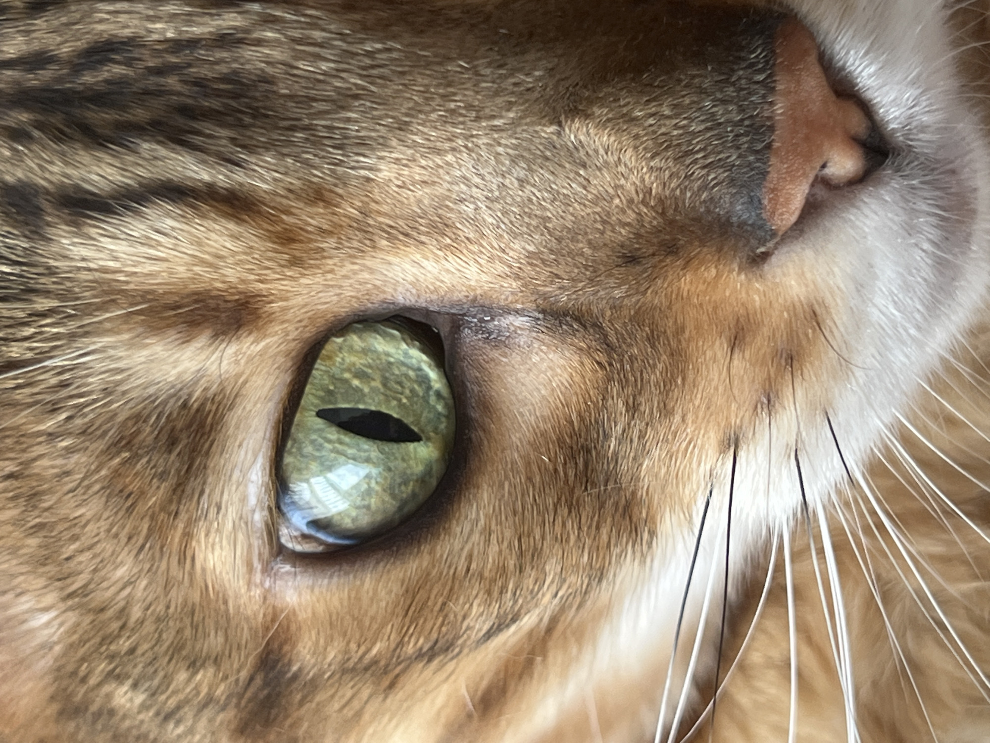 This is a close-up, eye-level, full-frame photograph of a cat's face, focusing on its right eye and surrounding fur. The cat has green eyes with vertical pupils and a ginger and brown tabby coat. Its whiskers are long and white. The background is blurred, showing only variations of brown and ginger fur. There is no indication of the city of Yekaterinburg, Russia, or any other environmental or human context.