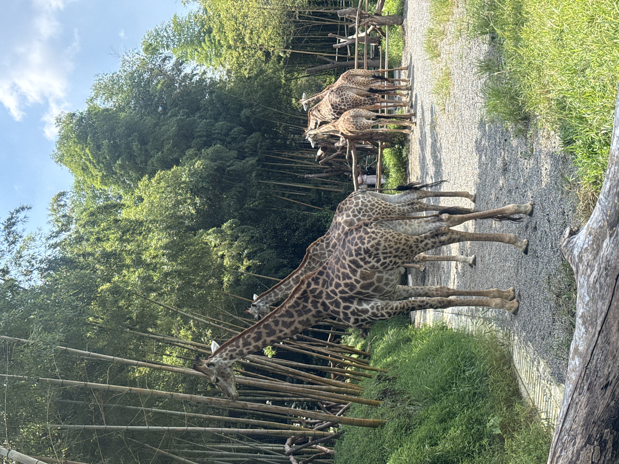 The image depicts a group of giraffes in an outdoor enclosure, likely a zoo or wildlife park. The enclosure features a bamboo forest in the background, with tall, slender bamboo stalks densely packed together. In the foreground, a gravel path is visible, bordering a lush green grassy area on the left. Several giraffes are present, with their distinctive spotted patterns. One giraffe in the foreground stands prominently, facing left. Behind it, other giraffes are also visible, some interacting with each other. A wooden fence runs along the right side of the enclosure. The lighting suggests it is daytime with a bright, sunny sky and some clouds. The location is identified as Wuxing District, China.