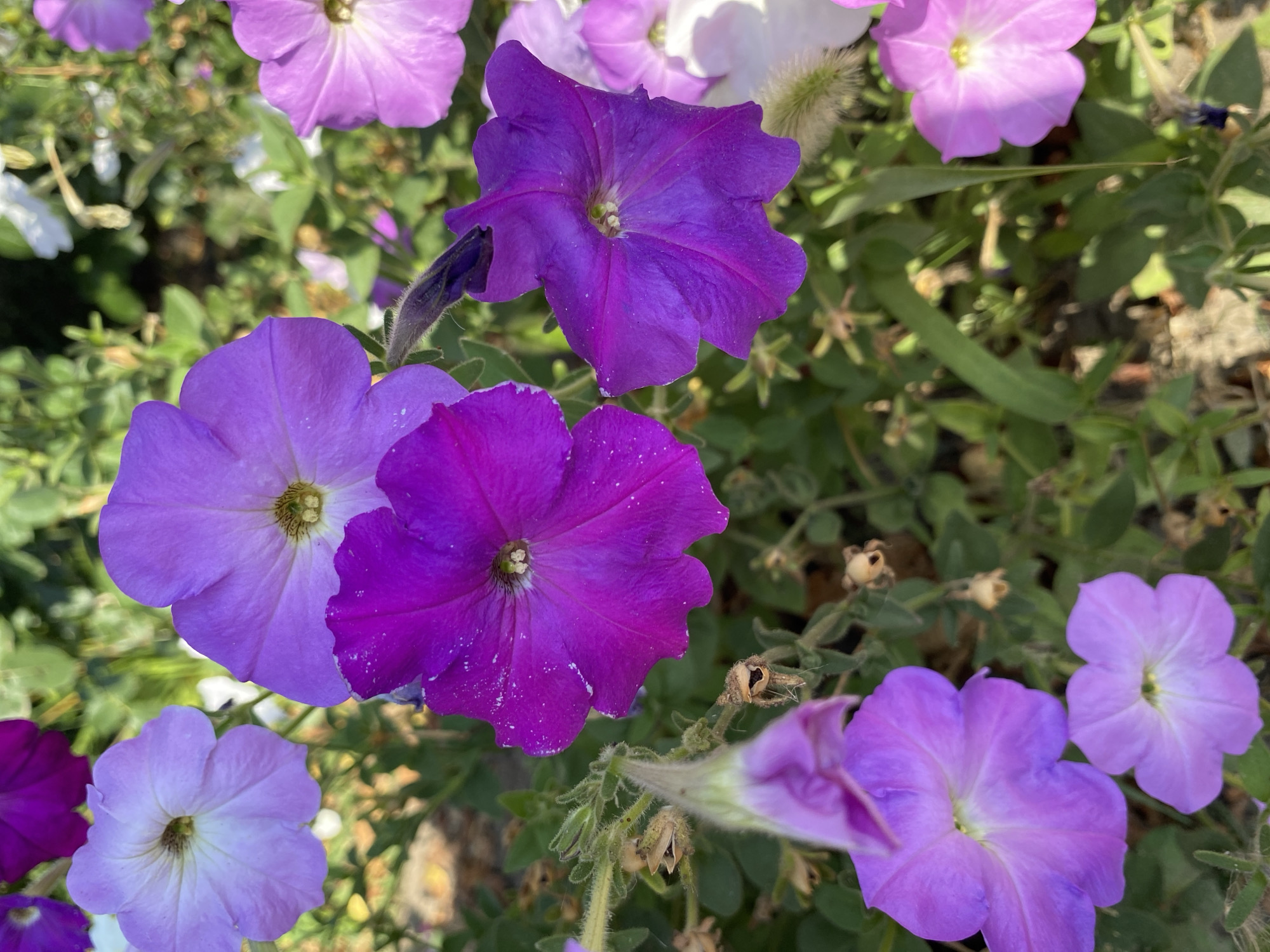 A close-up, high-angle shot showcases a cluster of vibrant purple petunias in Ventsy, Russia. The flowers, in varying shades of deep purple and lavender, fill the frame, their trumpet-shaped blossoms with ruffled edges unfurling under natural sunlight. Some petals are dusted with white specks, possibly pollen or water droplets. Green foliage forms a soft background, interspersed with dried seed pods and hints of other white and pink flowers peeking through. The ground beneath is a mix of soil and dried leaves, suggesting an outdoor garden setting. The image is taken at eye level and focuses on the intricate details of the petunia blooms, with a shallow depth of field blurring the background elements.