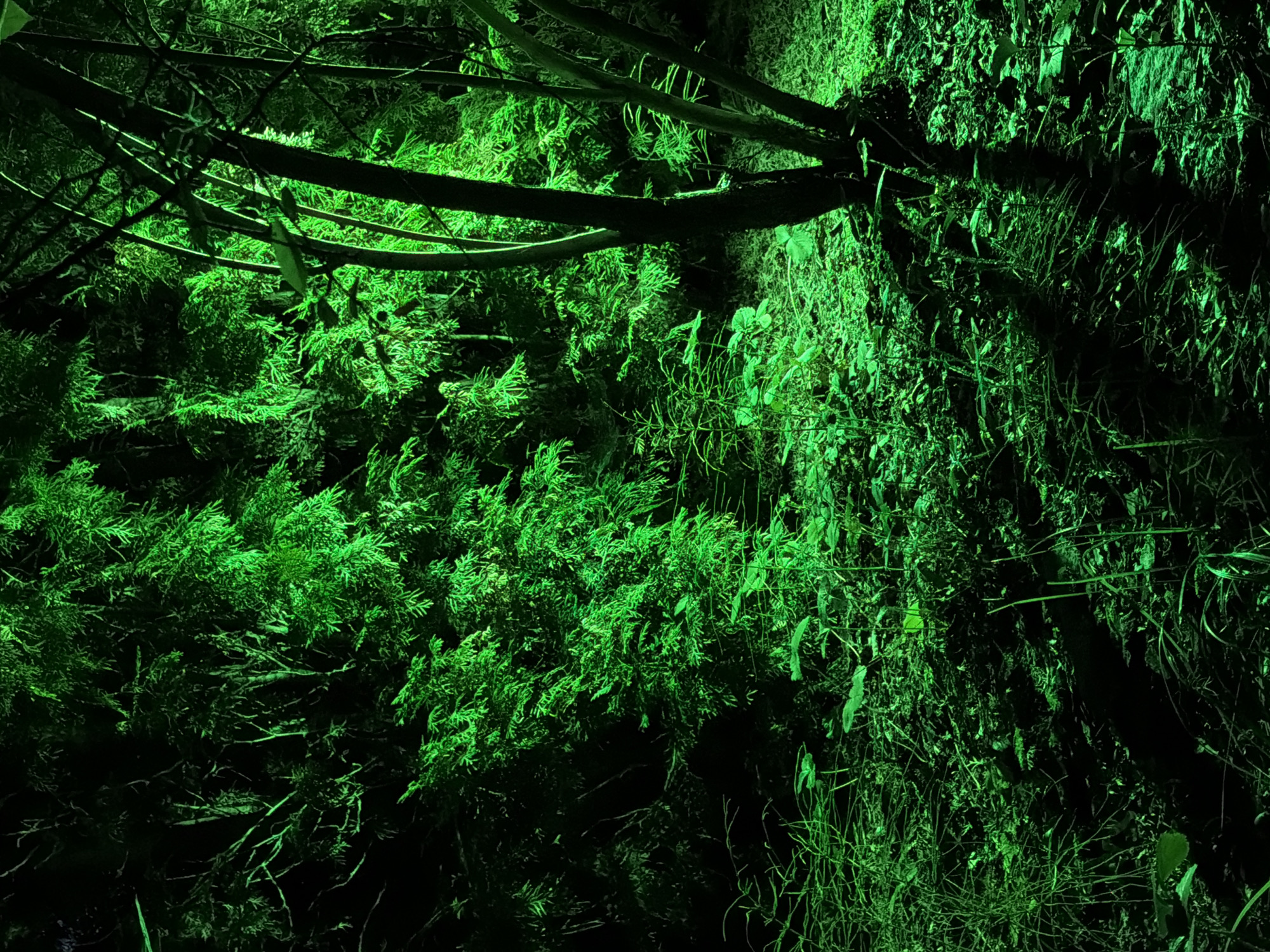 A densely vegetated outdoor scene is illuminated with bright green light. The foreground is covered in low-lying foliage, grass, and fallen leaves. To the right, a cluster of tree trunks, some thin and branching, are prominent. The background is filled with thick, leafy vegetation, possibly bamboo or similar plants, also bathed in the green light. The overall impression is of a forest or thicket at night, artificially lit. There are no people or animals visible. The location is specified as Dmitrovskoye, Russia, suggesting a park, garden, or natural area within or near the city.