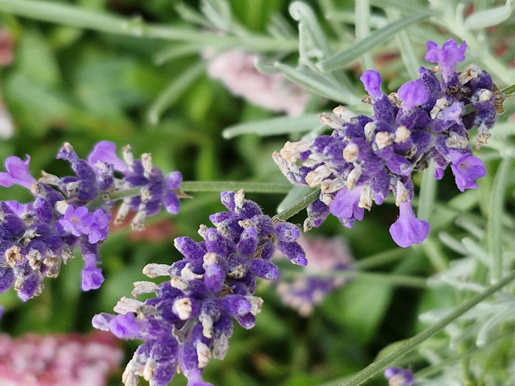 The image is a close-up, high-angle, vertical shot of a lavender plant in bloom. The focus is on several flower spikes, which are a vibrant purple color. The individual flowers are small and clustered together. Some of the flowers appear to be wilting or have dried petals. The background is a blur of green foliage and hints of pink flowers. The lighting appears to be natural daylight, casting soft shadows. The image does not contain any people or indicate a specific location in Klaipėda, Lithuania.