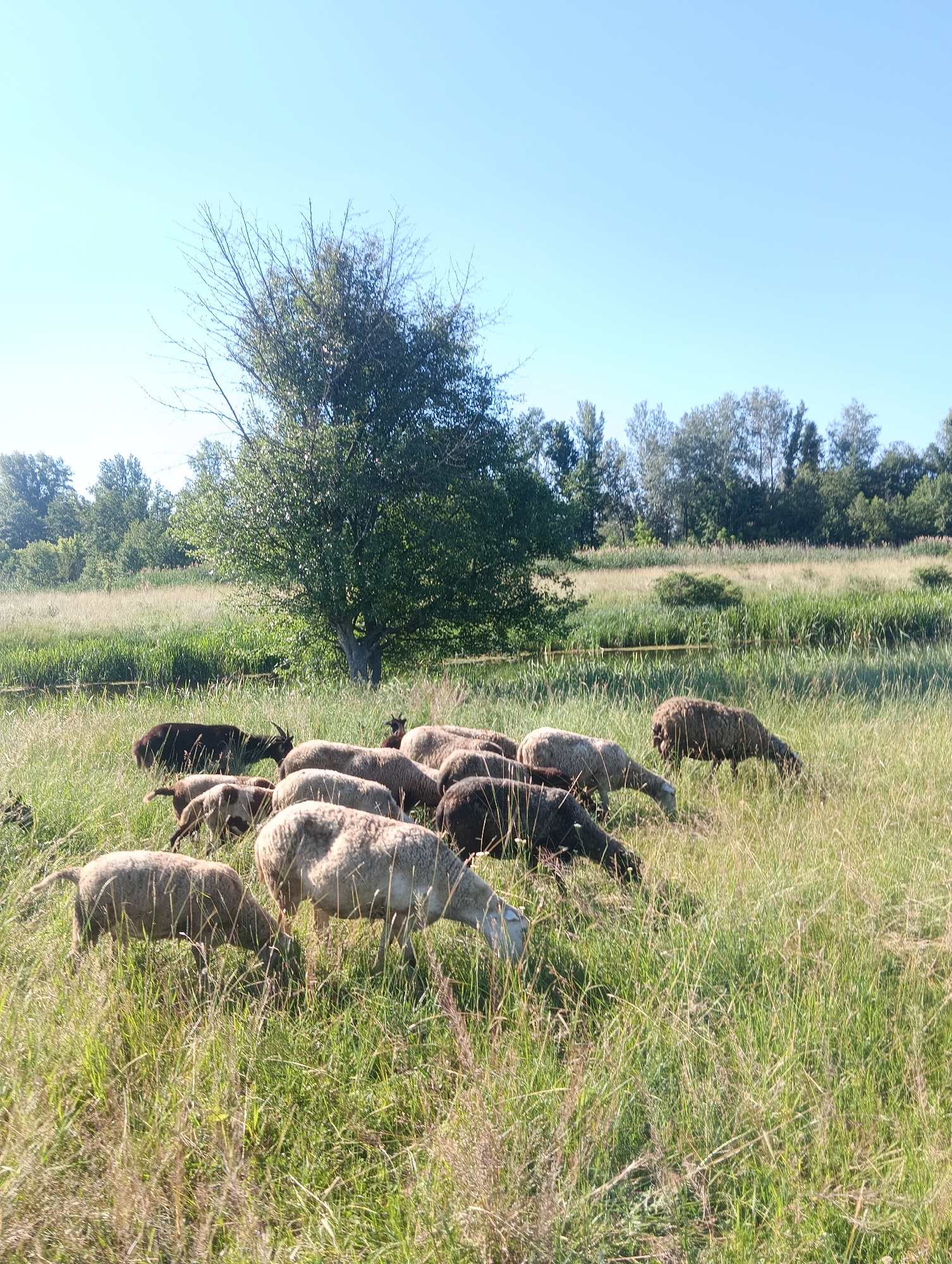 A flock of sheep grazes in a sunlit meadow. The sheep are a mix of light and dark brown wool. Some sheep are standing, while others are bent down to eat grass. A dark brown sheep with horns stands prominently in the center of the image, facing left. Behind the sheep, a large, leafy tree stands in the middle of the field. Further in the background, a line of trees and reeds borders a calm body of water. The sky is a clear, pale blue.