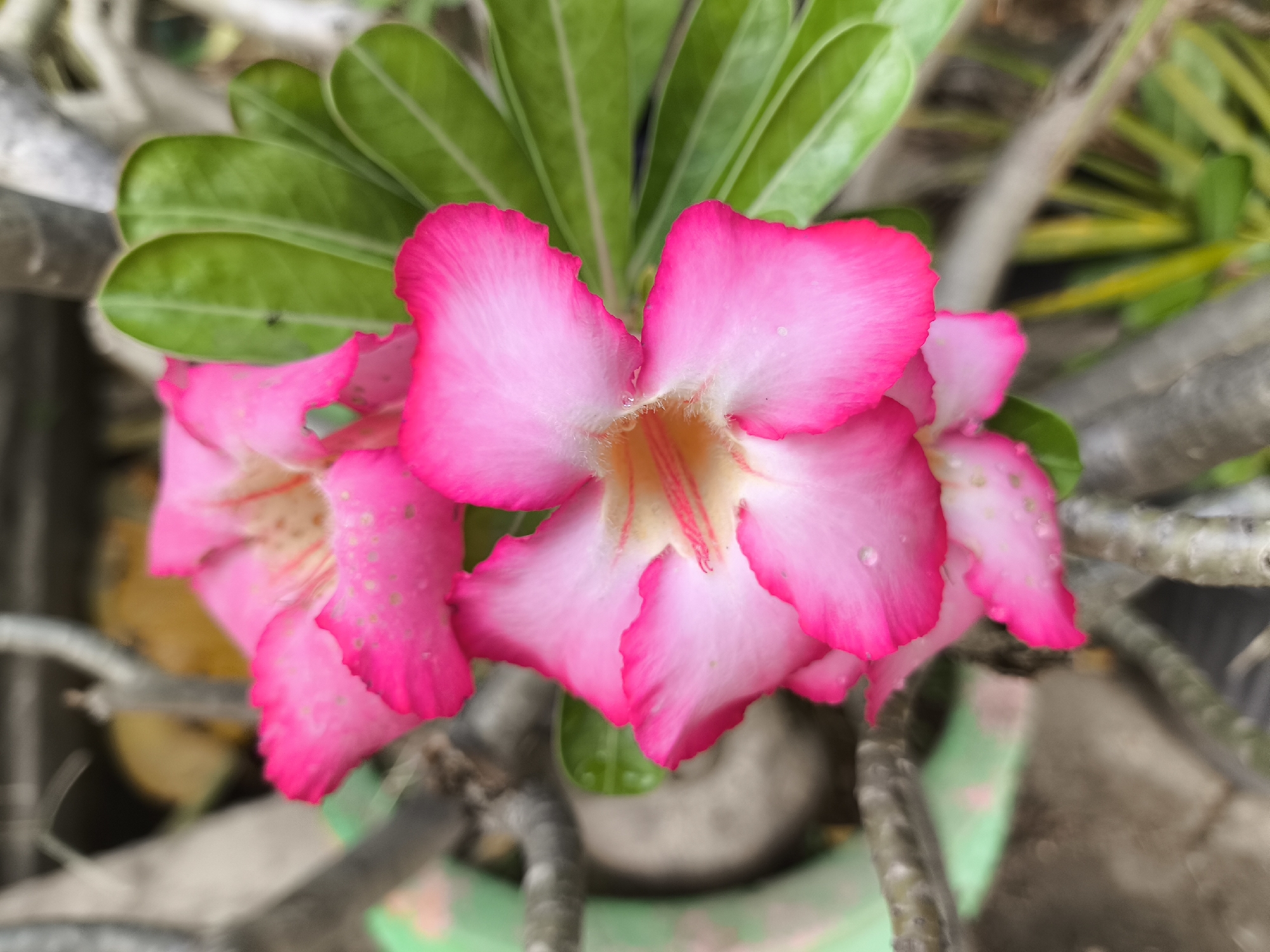 The image shows a close-up view of three vibrant pink desert rose flowers with ruffled petals and yellow centers. The flowers are in bloom, with some droplets of water visible on the petals, suggesting recent rain or watering. The background is a blur of green leaves, thick branches, and a hint of a green pot. The overall impression is of a lush, tropical garden setting. The photograph was taken in the city of Cilegon, Indonesia.