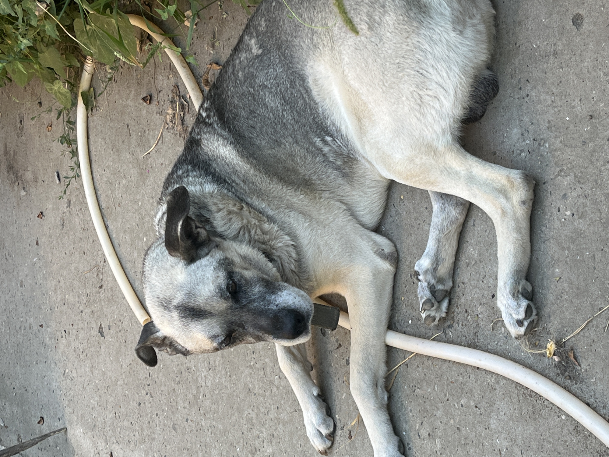 A light-colored dog with gray markings lies on a concrete surface near some greenery. A white hose is visible on the ground, encircling part of the dog. The dog is wearing a dark collar. The overall environment suggests an outdoor setting, possibly a yard or pathway, in Krasnyye Barrikady, Russia.