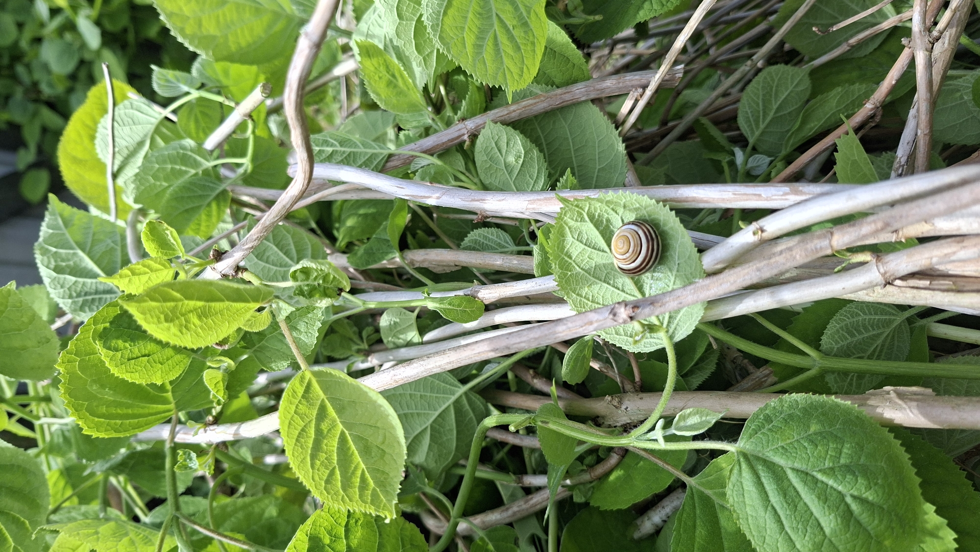 The image depicts a cluster of green hydrangea leaves and dried branches, with a snail resting on one of the leaves. The snail has a brown and white striped shell. The scene takes place outdoors, with natural light illuminating the leaves and branches. The location, Сваткаўскі сельскі Савет, Belarus, cannot be verified solely from the visual content of the image. There are no people visible in the image.