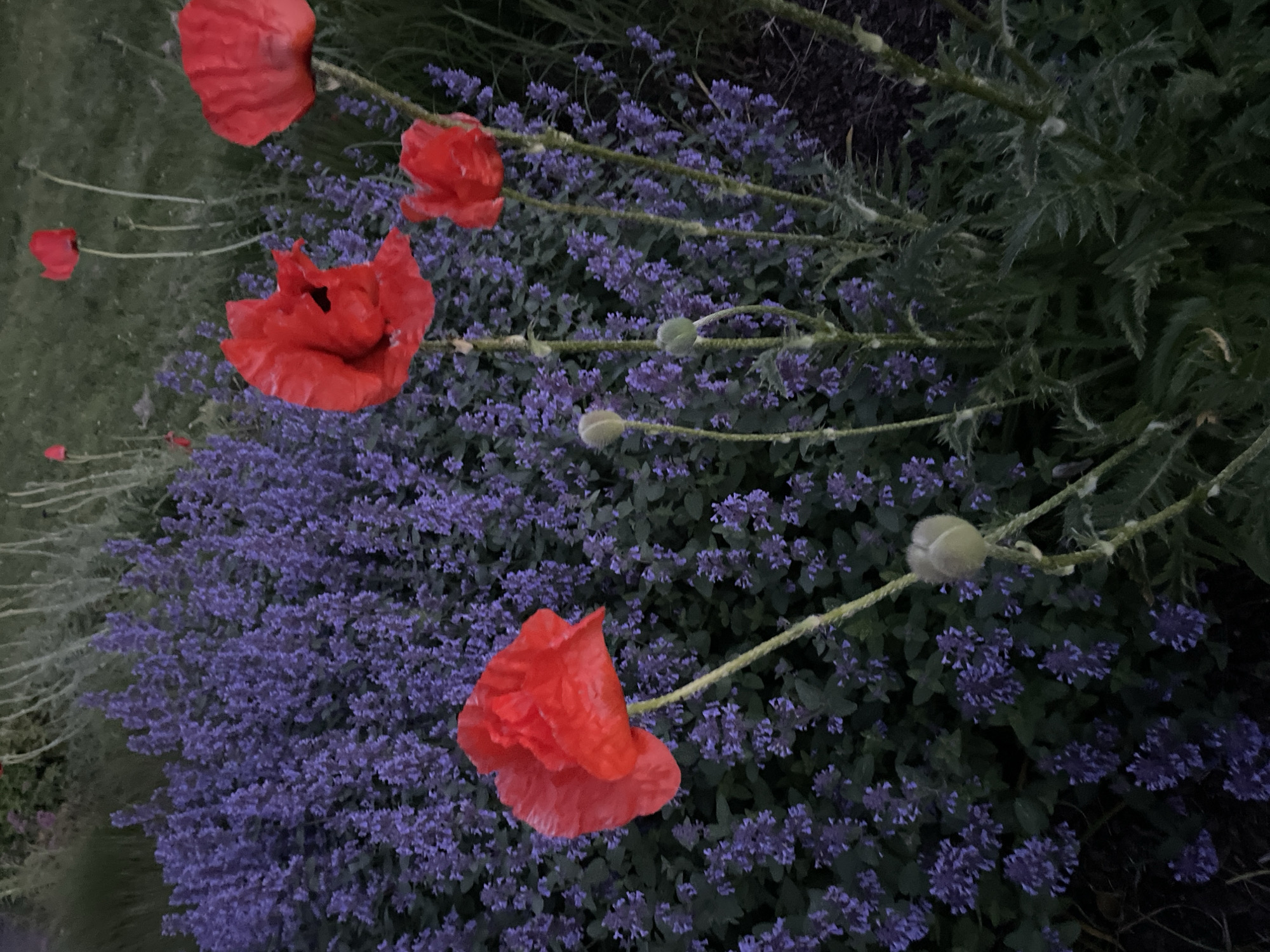 This image shows a close-up view of a garden with vibrant red poppies and a dense bed of purple flowers, likely catmint, in the city of Tallinn, Estonia. The poppies are in various stages of bloom, with some fully open and others in bud. The lighting suggests it is dusk or early morning, casting a soft glow on the scene. The background is a blur of green foliage and dark soil, indicating a natural outdoor setting. There are no people or animals visible in the image. The focus is on the interplay of colors and textures between the poppies and the surrounding purple flowers.