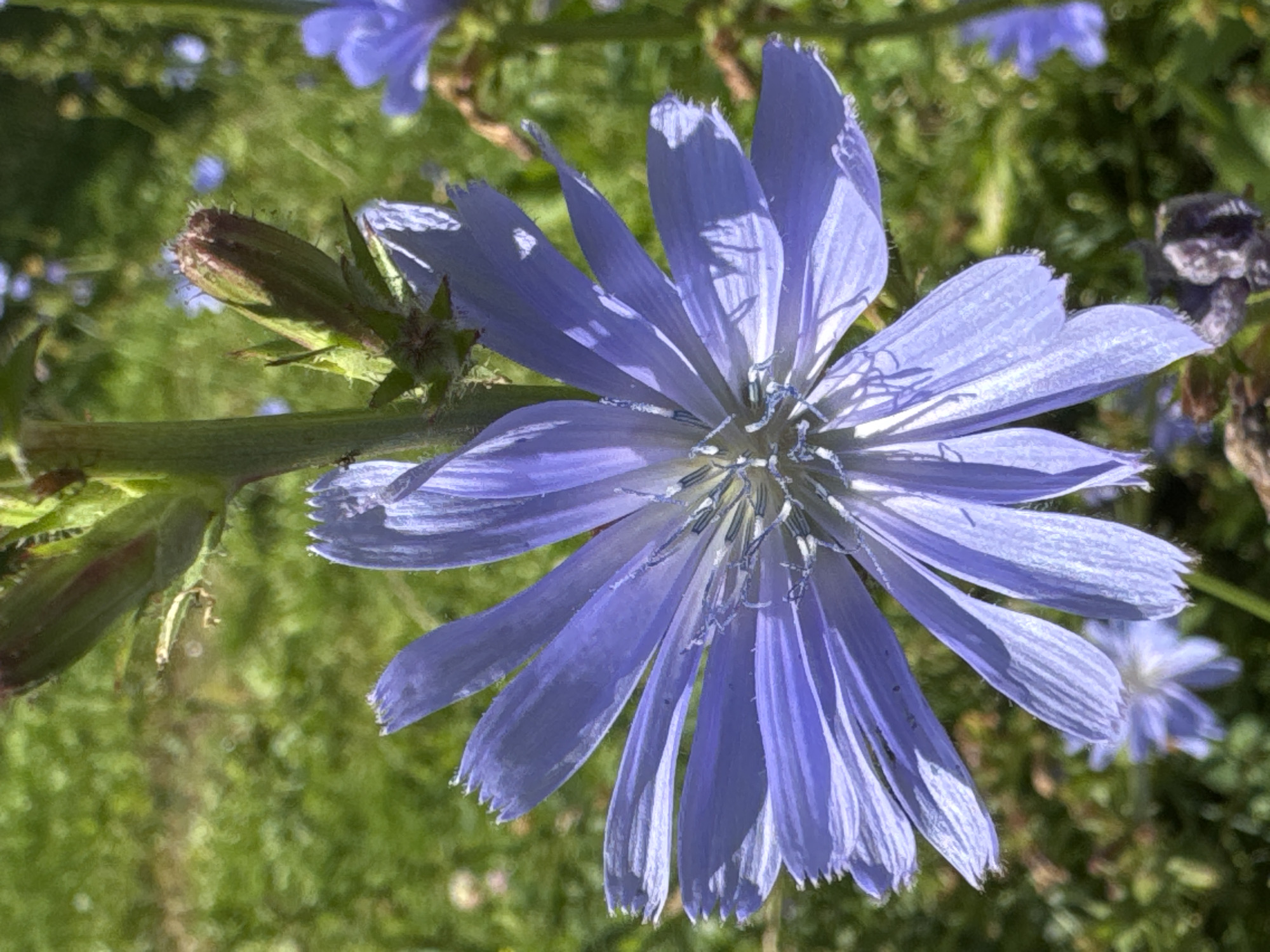 The image shows a close-up of a light purple chicory flower in bloom, set against a blurred green background of grass and other plants. The flower has numerous slender petals radiating from a central disk. In the upper left portion of the image, a closed bud is visible on the same stem as the open flower. The overall scene is natural and appears to be outdoors. The location in Saint Petersburg, Russia, is not discernible from the visual information in the image.