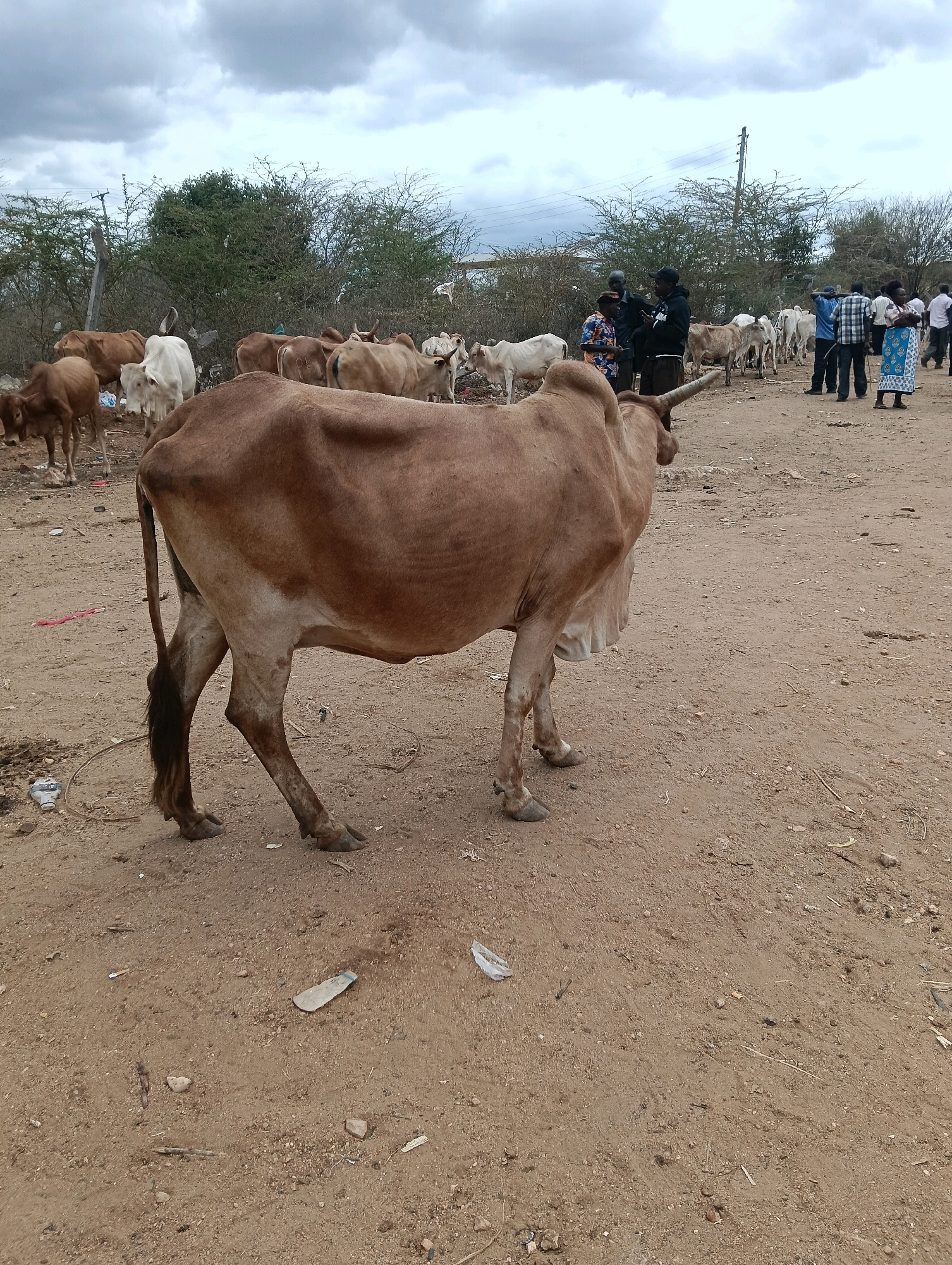 The image depicts an outdoor scene in the city of Zombe/Mwitika ward, Kenya, likely a cattle market or gathering. A large, tan-colored cow with prominent horns stands in the foreground, facing left. Its hindquarters and legs are clearly visible, showing its tail and hooves. The ground is sandy and dusty, littered with debris including plastic bottles, bits of paper, and small stones.
In the middle ground, a herd of cattle, varying in shades of brown and white, are milling about. Several people are present, some interacting with the animals, while others are gathered in small groups. A few men, dressed in casual attire including shirts and trousers, are visible. One man wears a checkered shirt, another a dark jacket, and a third a patterned shirt and trousers. In the background, there is a line of trees and sparse vegetation, with a cloudy sky overhead. The overall environment suggests a rural or semi-rural setting, consistent with a market area.