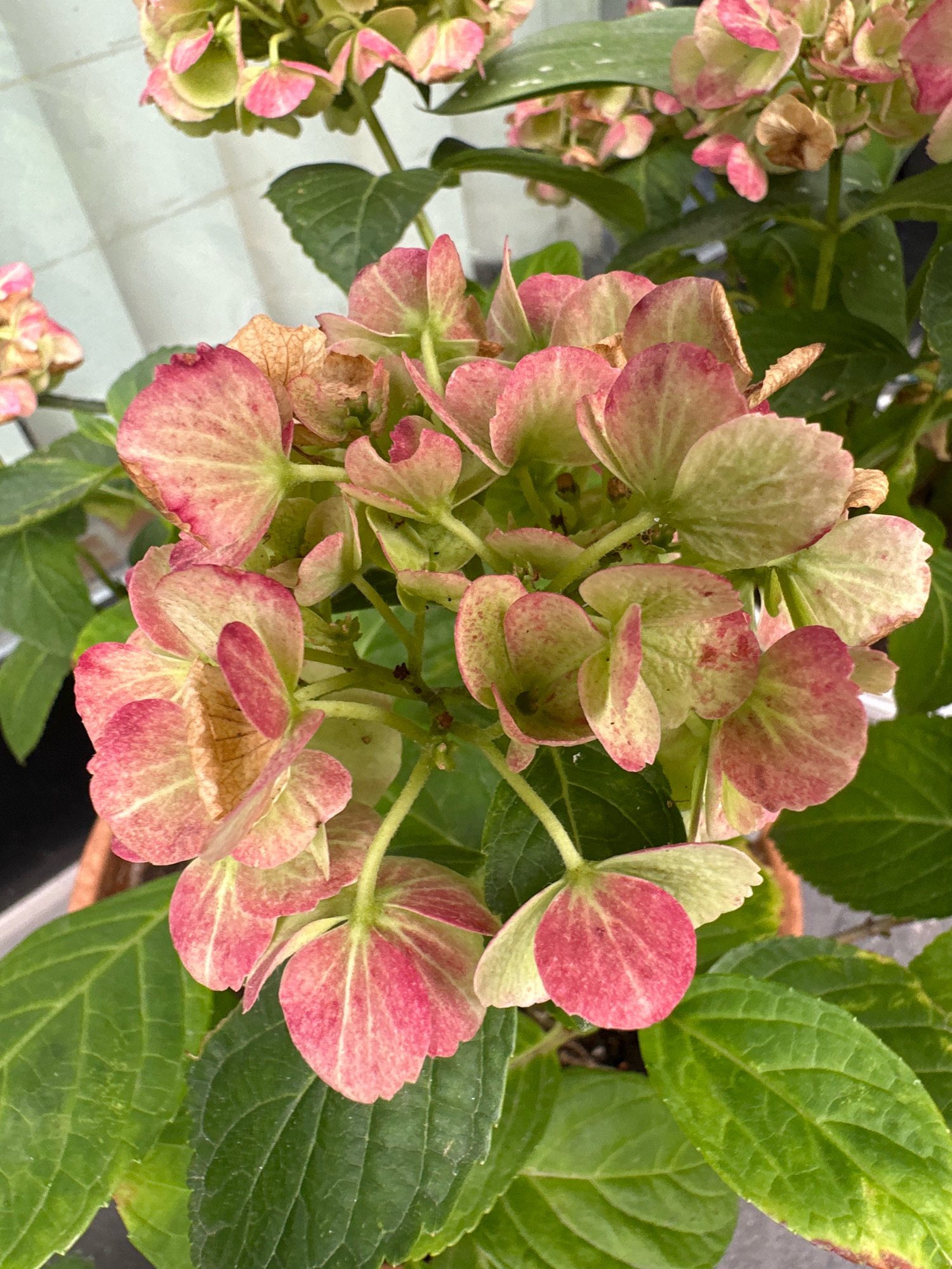 A close-up, top-down view captures a cluster of blooming hydrangeas. The flowers exhibit a color gradient, transitioning from pale green to vibrant pink edges. Some of the petals are starting to brown and dry, indicating the natural progression of their bloom cycle. The surrounding leaves are a deep green, with some showing yellowing or browning at the tips. The hydrangeas appear to be in a pot, with a hint of the pot's edge visible at the bottom left. The background is blurred, suggesting an outdoor setting, possibly a garden or balcony. This image shows a natural scene of a plant in bloom.