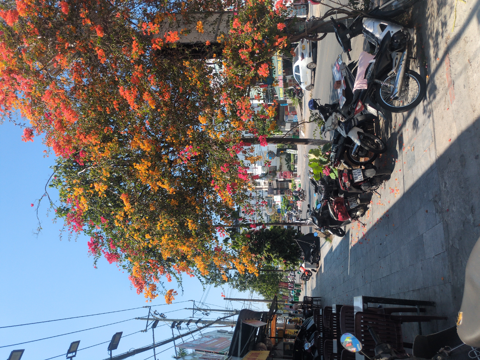 The image depicts a street in Phú Quốc, Vietnam. On the right side of the image are parked motorbikes on a sidewalk next to a road with cars. A large tree with orange and red blossoms dominates the left side of the image. In the background are buildings and additional vegetation. A row of chairs sits near the bottom of the image. Power lines stretch across the top left of the image, below the tree.