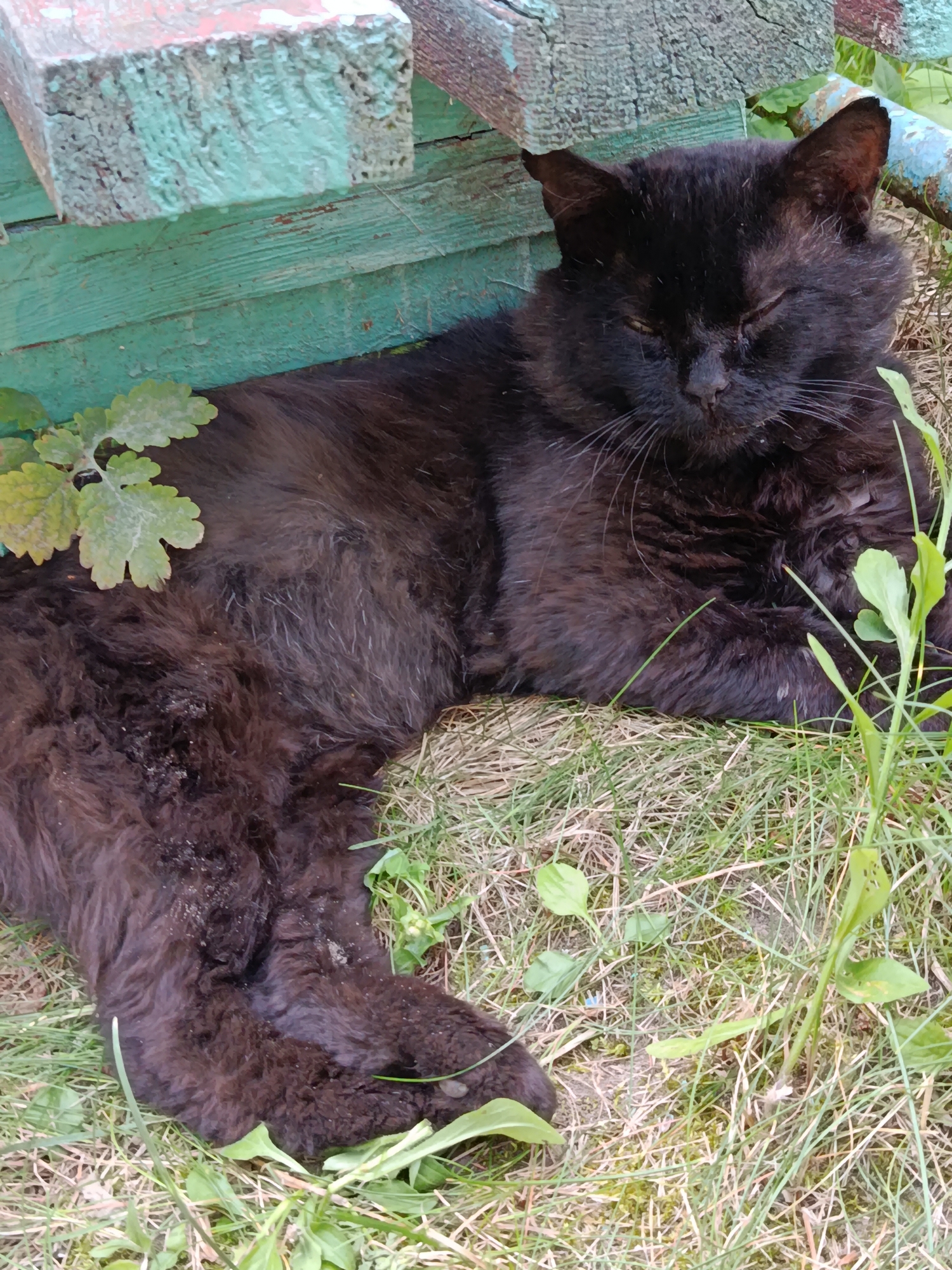 A black cat is resting on green grass next to a wooden structure painted in green. The wooden structure appears aged with chipped paint. Some green leaves are growing around the cat. The cat's eyes are closed, suggesting it is sleeping or resting. The overall environment appears to be outdoors in a natural setting, possibly a yard or a garden.
