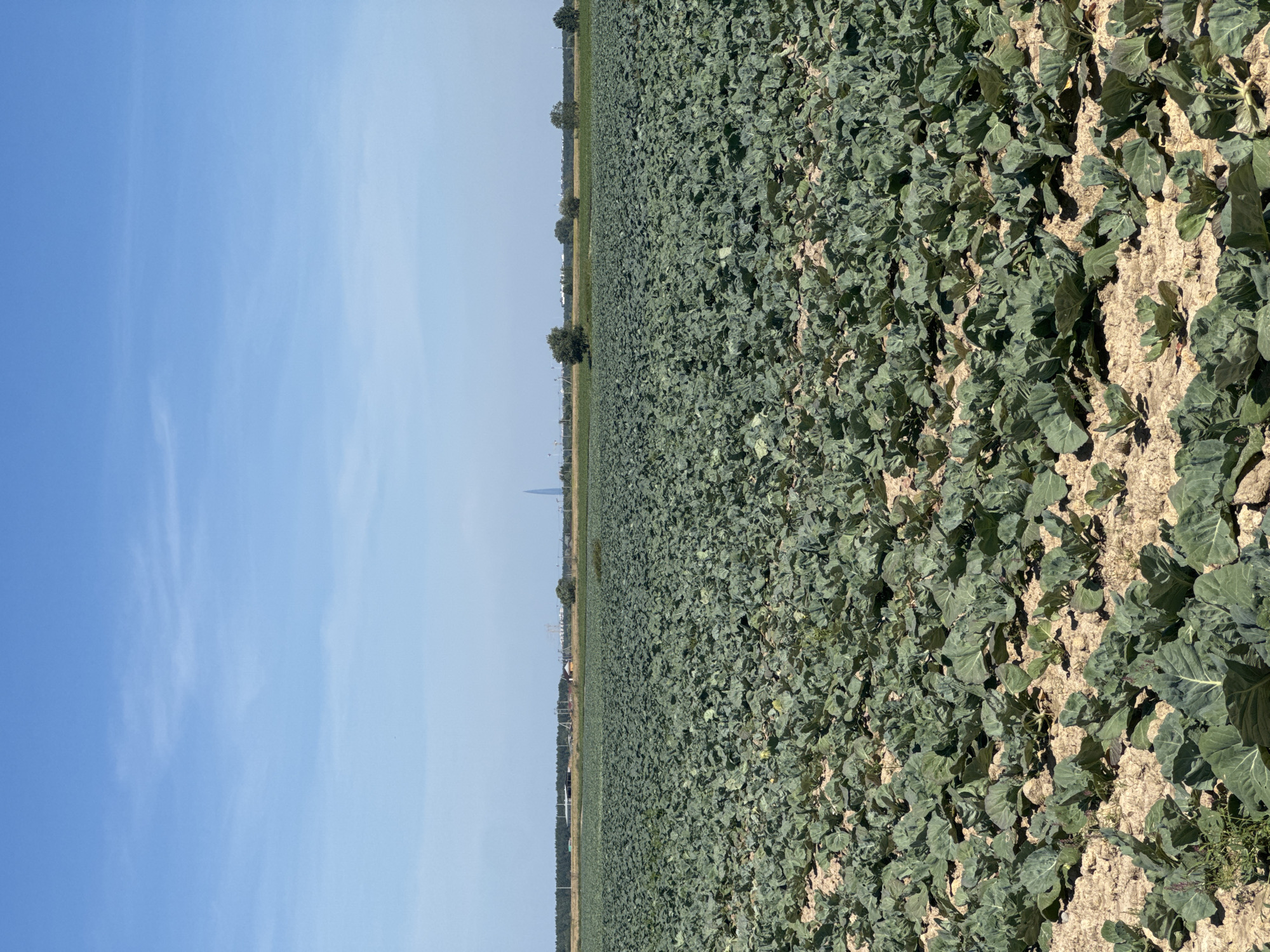 The image depicts a vast agricultural field filled with rows of green leafy plants, likely cabbage or a similar vegetable, under a clear blue sky with sparse white clouds. The soil appears dry and light-colored. In the distance, a tree line separates the field from a faint horizon. Further in the background, there are some structures, possibly industrial or residential buildings, along with what appears to be a tall, slender skyscraper or tower. The scene is tranquil and captures a rural or semi-rural landscape. The location is identified as Pigelevo, Russia.