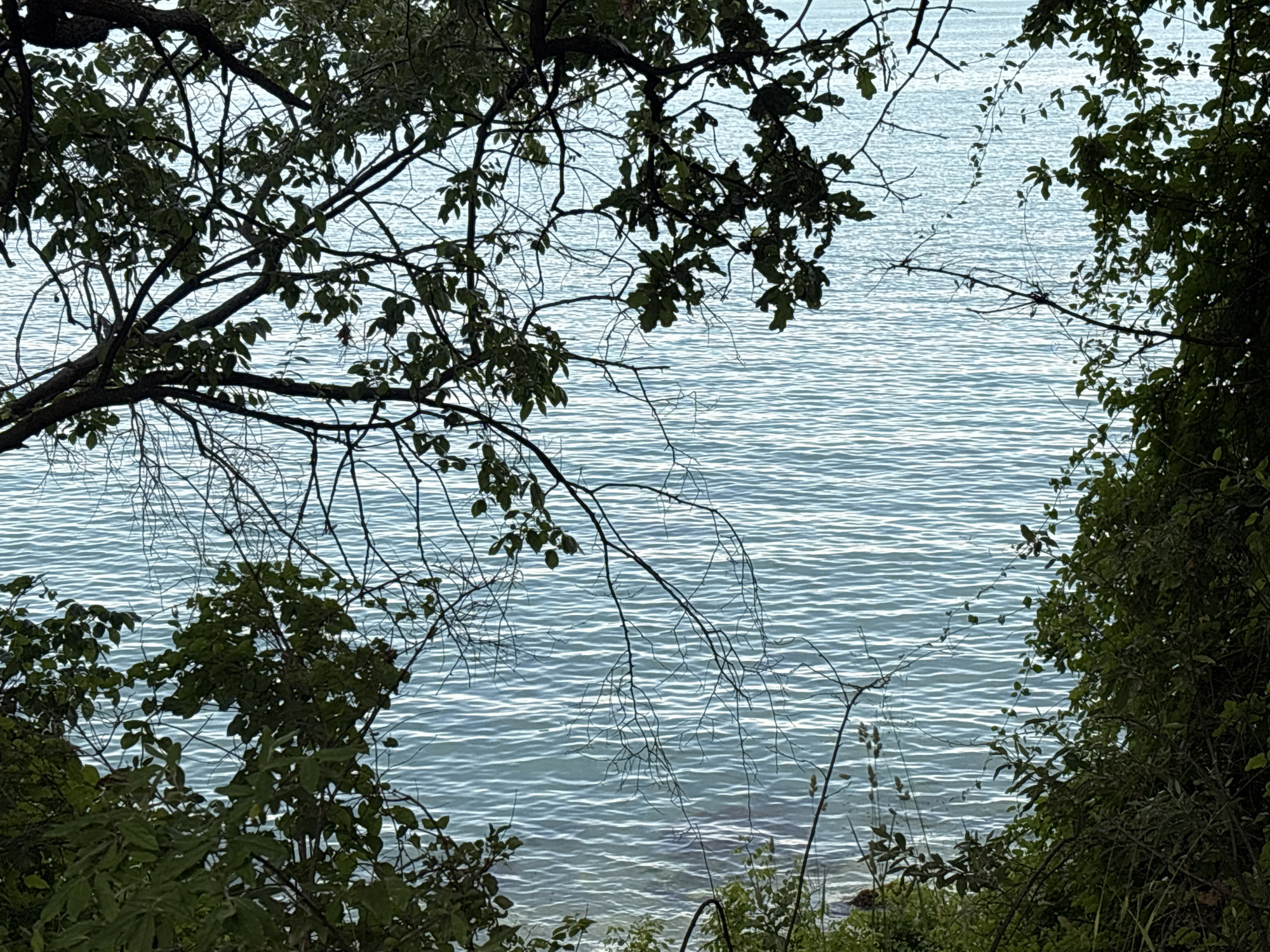 The image captures a view of the Black Sea from a wooded area. The water is calm with gentle ripples, reflecting the light in horizontal patterns. The foreground and edges of the frame are filled with the dark green foliage of trees and bushes, with some bare branches extending into the scene. The overall impression is one of a natural, serene setting by the water. This scene could be found along the coastline of Varna, Bulgaria, specifically in areas like the Sea Garden or along the less developed stretches of the coast where natural vegetation meets the water. There are no people or specific objects visible that would indicate a particular event or activity.