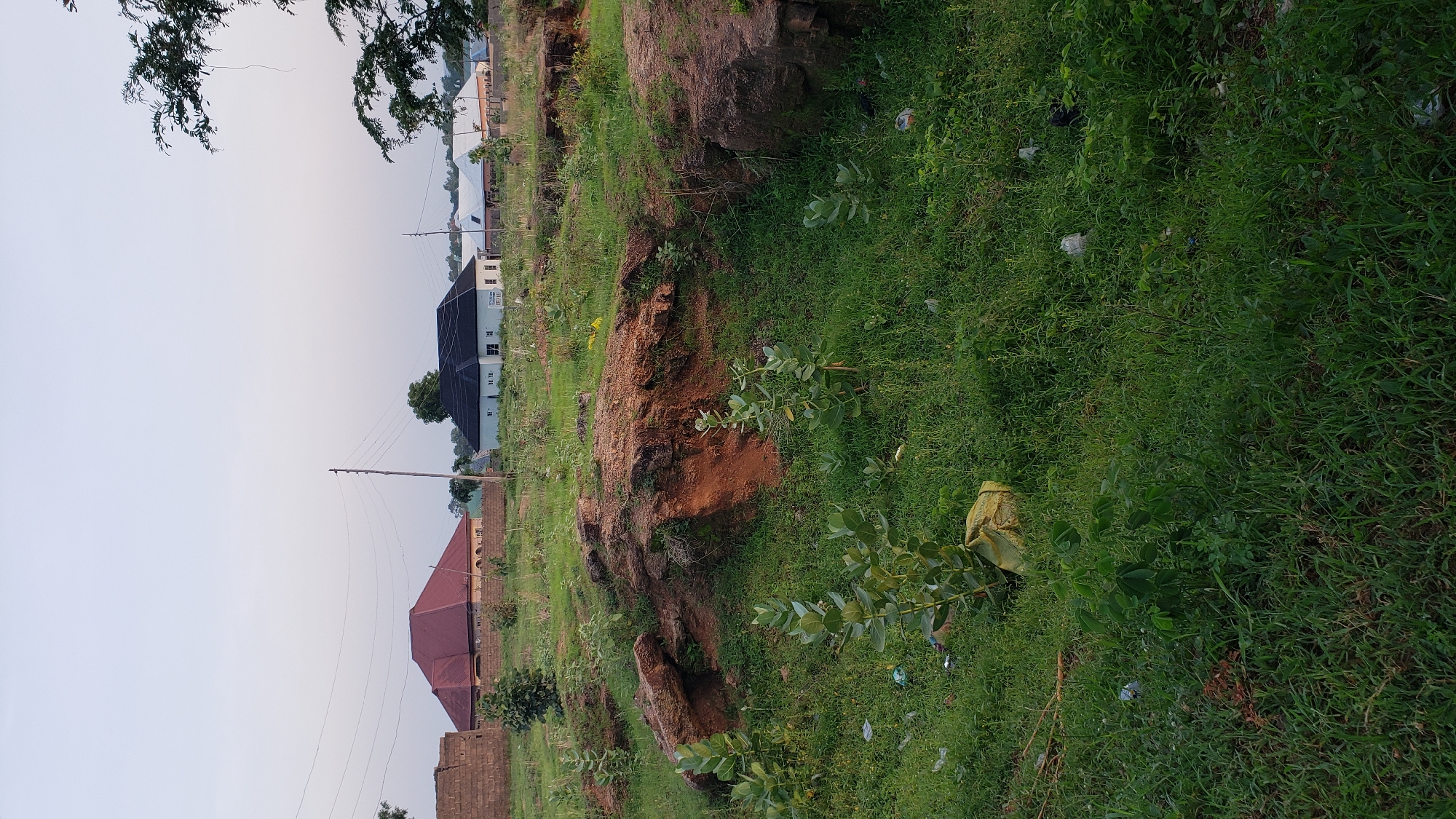 The image depicts an outdoor scene in the city of Jauro Yinu, Nigeria. The foreground is dominated by a patch of uneven, grassy terrain with some exposed soil and rocky formations. Several green plants with broad leaves are scattered throughout this area, and there is visible litter on the ground, including plastic bags and wrappers. In the middle ground, two houses are visible. The house on the left has a prominent red, pyramidal roof, and the house on the right has a dark, sloped roof. A brick wall partially encloses the property with the red-roofed house. In the background, more houses and vegetation are present, along with power lines and poles, suggesting a residential area within the city. The sky above is a pale, clear expanse, indicating it is either early morning or late afternoon.