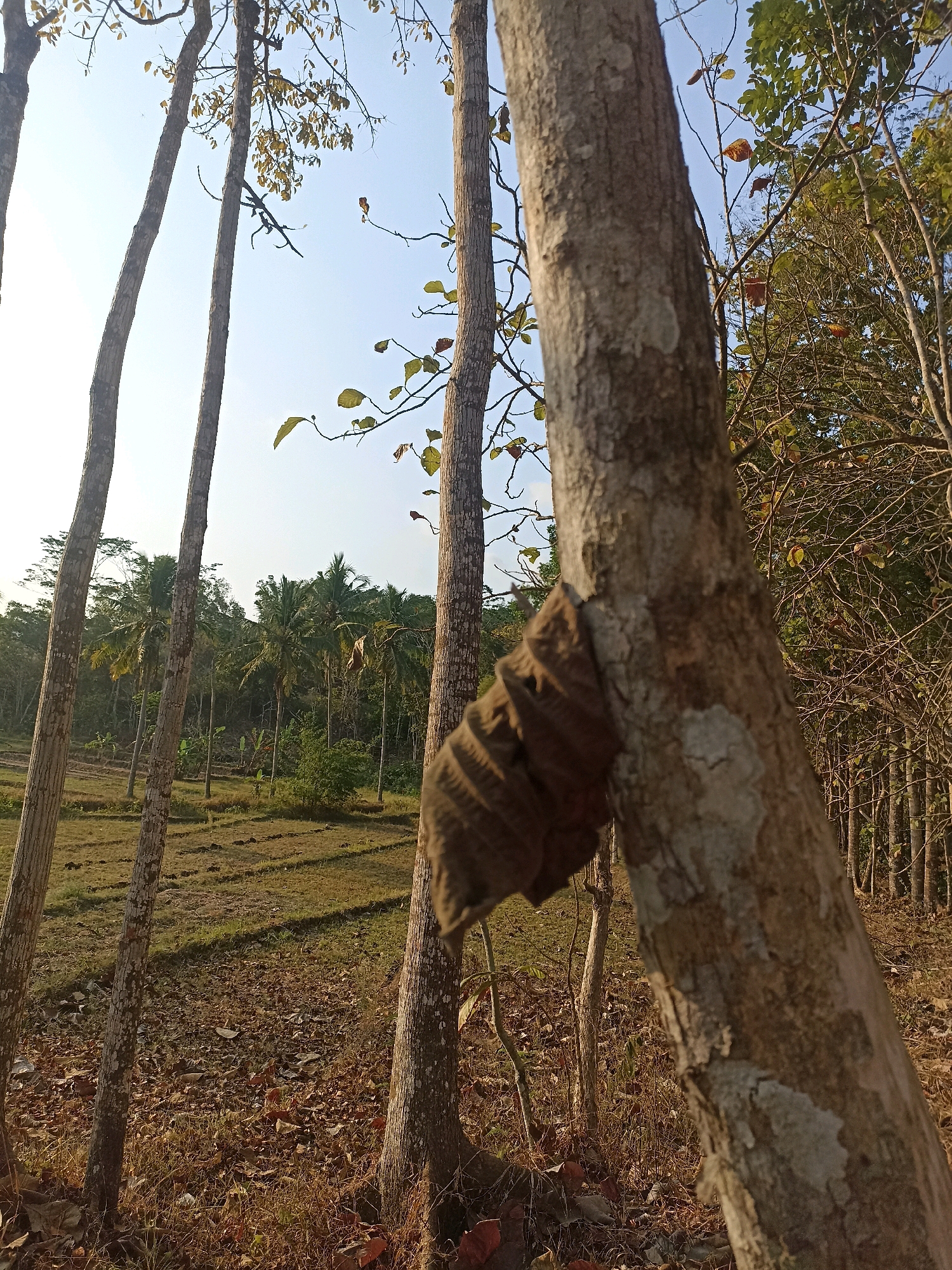 The image depicts a close-up view of tree trunks in a rural setting, likely in Widoro, Indonesia. In the foreground, a large tree trunk with rough, greyish-brown bark occupies the right side of the frame. A piece of brown fabric, possibly a discarded garment, is wrapped around the middle section of this trunk. To the left, several other tree trunks with similar bark texture are visible, standing closer together.
The background reveals a dry, grassy field interspersed with fallen leaves and small plants. In the distance, a line of palm trees and other lush vegetation forms a dense backdrop, suggesting a tropical environment. The sky above is a pale blue, with some hints of white, indicating it is daytime, possibly late afternoon due to the warm lighting and shadows. The overall impression is one of a natural, undisturbed landscape.