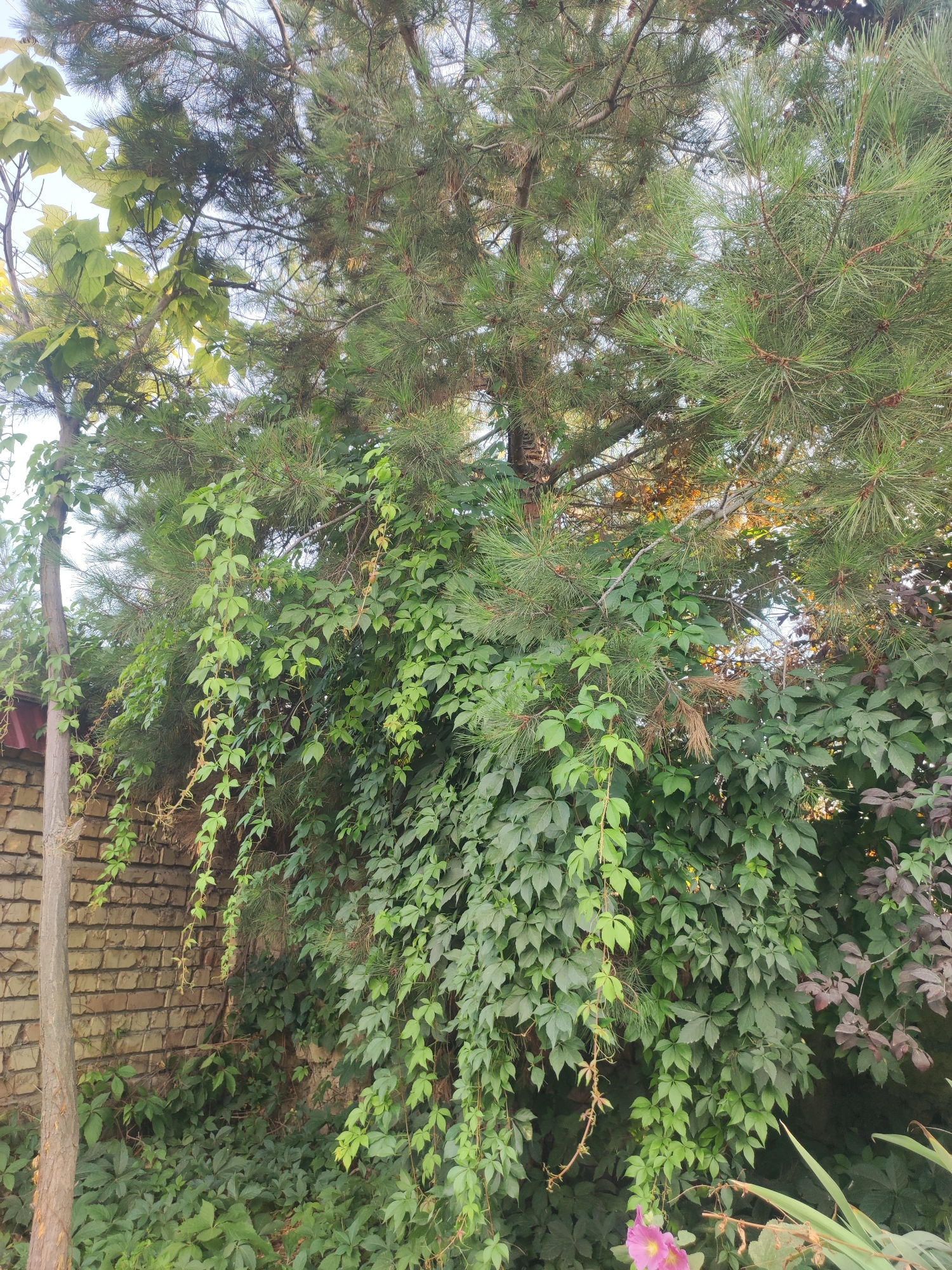 The image depicts a close-up view of dense greenery against a brick wall and a tree trunk, with the sky visible in the upper left corner. The foliage is a mix of different types of plants, including pine needles and broad leaves of climbing vines. The vines hang down from higher branches, some with small, delicate leaves and others with larger, heart-shaped leaves. The brick wall is made of light-colored bricks laid in a stretcher bond pattern, with a reddish-brown tile or shingle visible at the top left edge. A portion of a slender tree trunk, with a rough, textured bark, stands vertically on the left side of the image, partially covered by vines. The overall impression is one of overgrown vegetation, suggesting a natural or semi-wild area within an urban or suburban setting. The location is identified as the city of Mingchinar (Blagoveshchensky), Uzbekistan. No people or animals are present in the image.