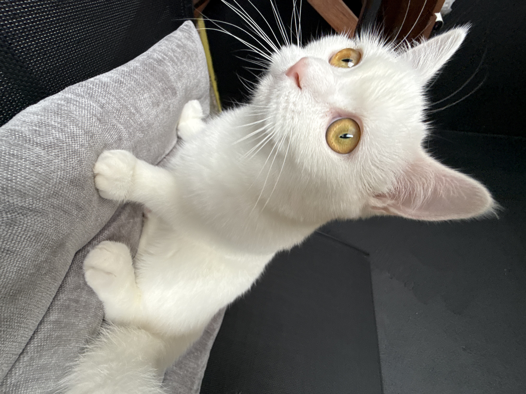 A close-up, high-angle shot captures a white cat with striking yellow eyes. The cat is positioned on a gray cushion, which is itself on a black surface, possibly a chair. The cat's body is mostly white, with hints of pink on its nose and ears. Its fur appears soft and fluffy. The cat is looking upwards and slightly to the right of the frame, with its mouth slightly open and its whiskers prominent. The lighting suggests it might be daytime, but there are no strong indicators of outdoor weather. The overall mood is one of curiosity and attentiveness from the cat's perspective.
