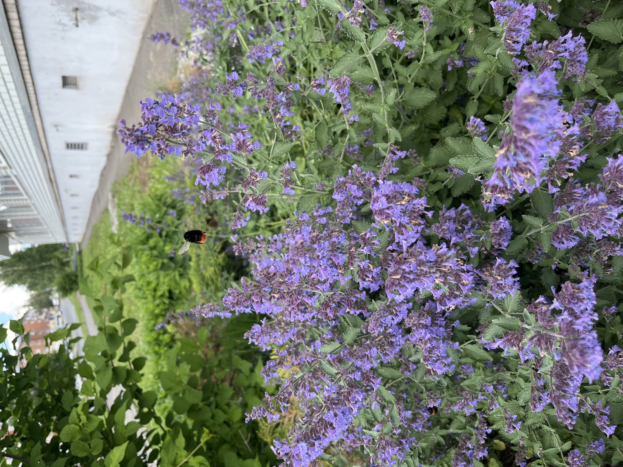 The image captures a vibrant outdoor scene, likely in a garden or landscaped area in Izhevsk, Russia. The foreground is dominated by a dense cluster of purple flowers, resembling catmint or lavender, with numerous small blossoms and serrated green leaves.
A bumblebee, characterized by a black thorax and a distinct orange-brown abdomen, is prominently featured in flight or about to land among the flowers in the upper left-center. Another smaller, dark insect, possibly another bumblebee, is subtly visible near the bottom right within the floral arrangement.
In the background to the left, a light-colored building with a textured surface and horizontal white structures is partially visible. A rectangular vent is noticeable on the building wall. Beyond the main floral display, green grass and other leafy vegetation stretch into the blurry distance, suggesting a pathway or road further back. The scene is illuminated by bright natural light, indicating it is daytime. No discernible text is visible anywhere in the image.