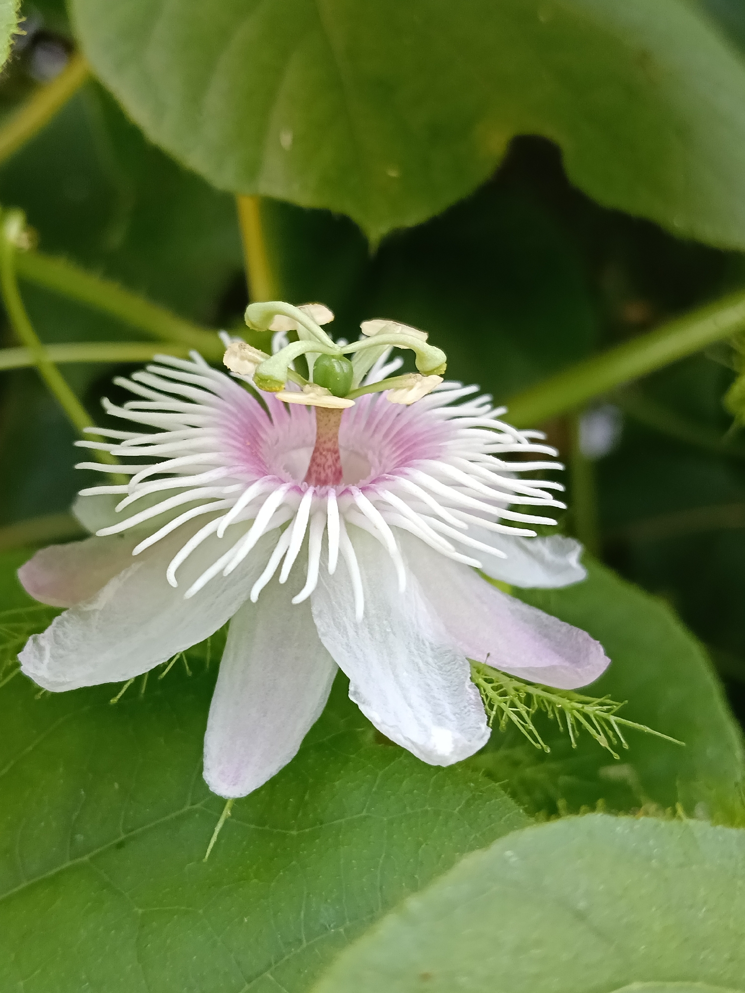 The image is a close-up shot of a single, delicate flower with white petals tinged with light pink at the edges. From the center of the flower emerge numerous white, thread-like filaments, creating a striking visual effect. At the flower's core is a light green, upright structure. The flower sits atop a large, green leaf, which is likely part of the same plant. The surrounding background is composed of various green leaves and stems. The photo was taken in the city of Lhokseumawe, Indonesia.