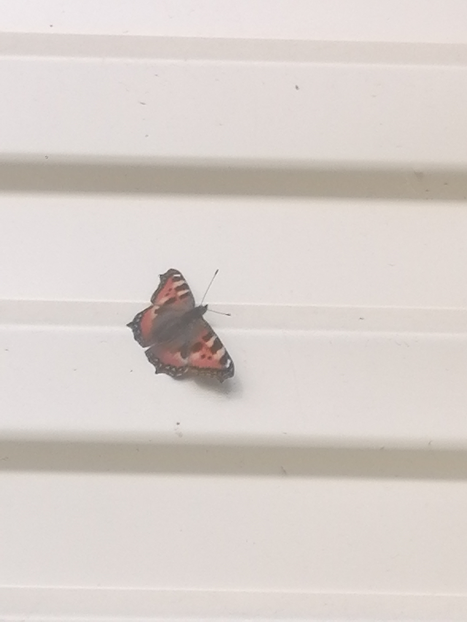 A butterfly with orange and black patterned wings is perched on a light-colored, horizontal surface, possibly siding. The butterfly is the primary subject, positioned slightly to the left of the center of the frame. Its wings are spread open, revealing intricate markings. The surface it rests on has a textured, ribbed appearance, with distinct horizontal lines or grooves. The lighting suggests it is daytime, as the surface is evenly illuminated without strong shadows. The background is a uniform, pale color, providing a neutral backdrop that makes the butterfly stand out. There is no visible text in the image. The scene appears to be an outdoor setting, possibly on the exterior of a building.