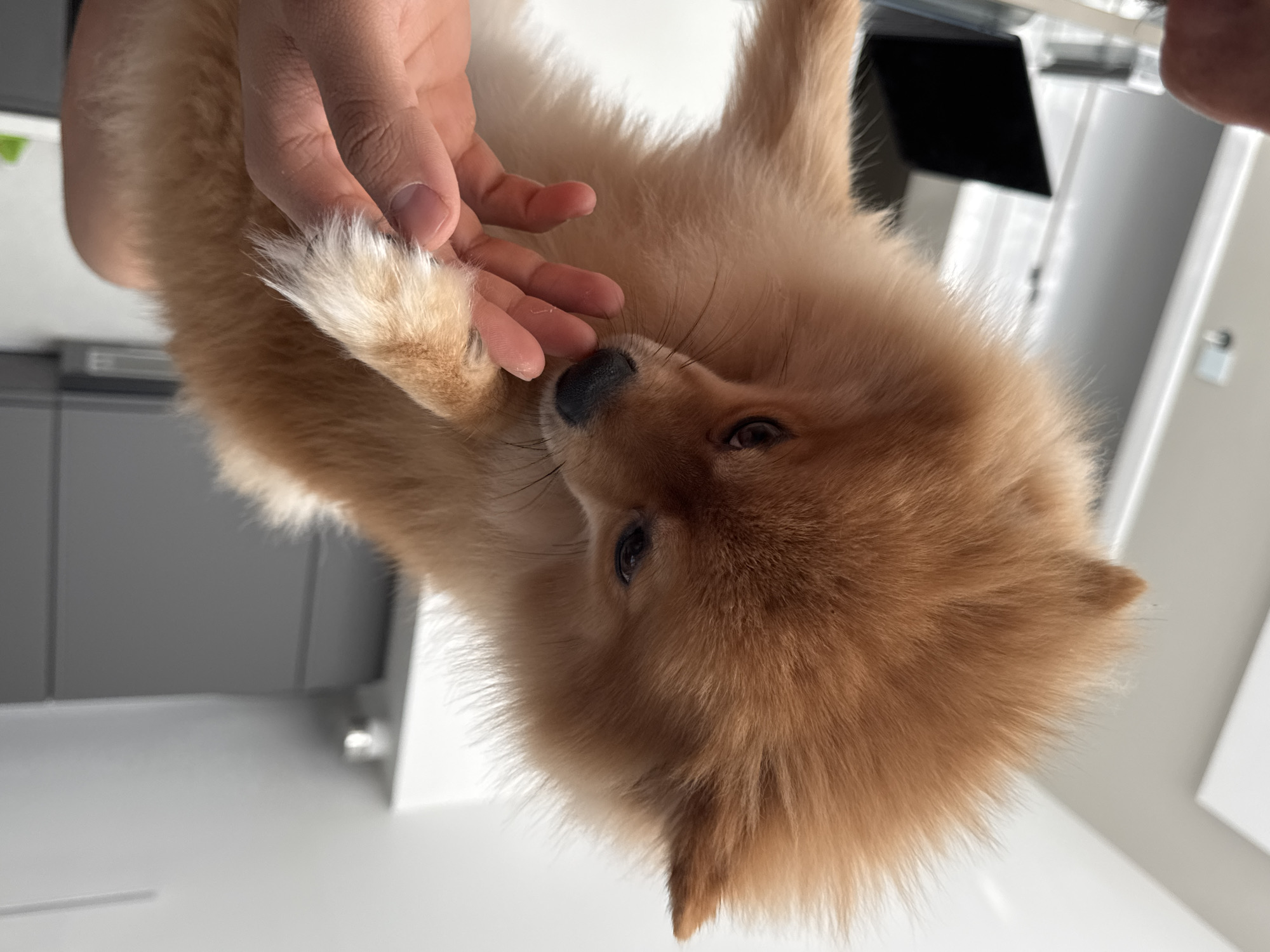 A close-up shows a fluffy, light brown dog, possibly a puppy, held upside down by a human hand. The person's fingers gently touch the dog's face. The dog has dark eyes and a black nose. The background appears to be a bright, modern interior with gray cabinets and a white countertop. The reflection of what could be a television screen is visible. It is not possible to discern the exact location in Sofia, Bulgaria, from this image.