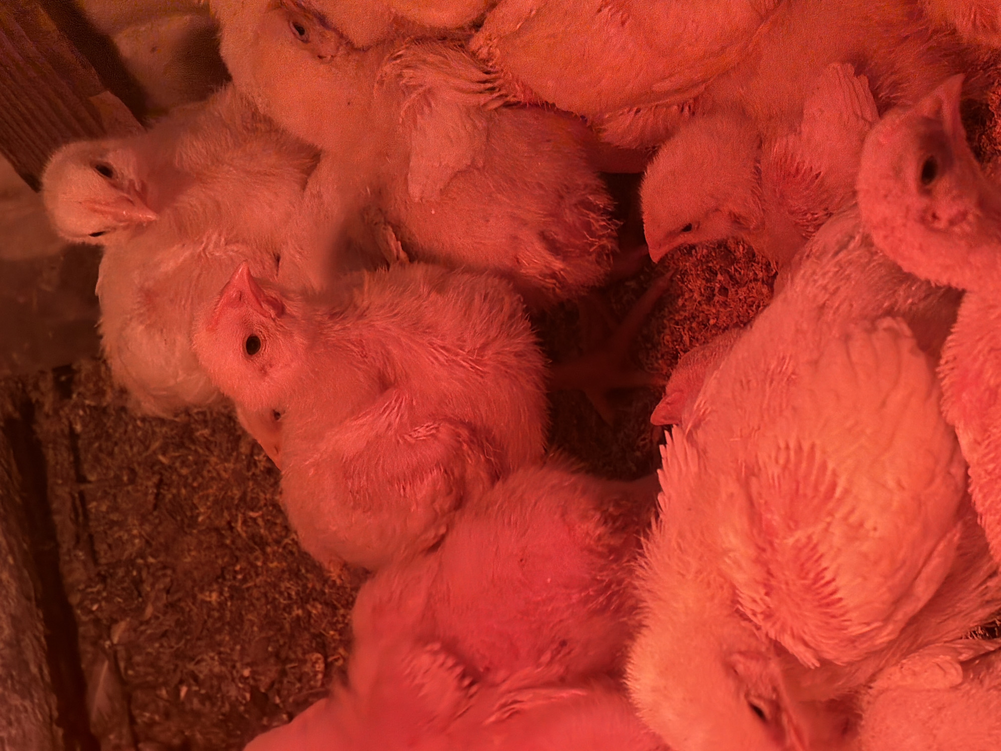 The image shows a cluster of newly hatched chicks under a red heat lamp. The chicks are light-colored, possibly yellow or white, and are huddled together on wood shavings. The lighting is predominantly red due to the heat lamp, casting a warm glow over the scene. A wooden structure can be seen on the left edge of the image. Location information (Бронница, Russia) does not appear relevant to the elements present in the image.