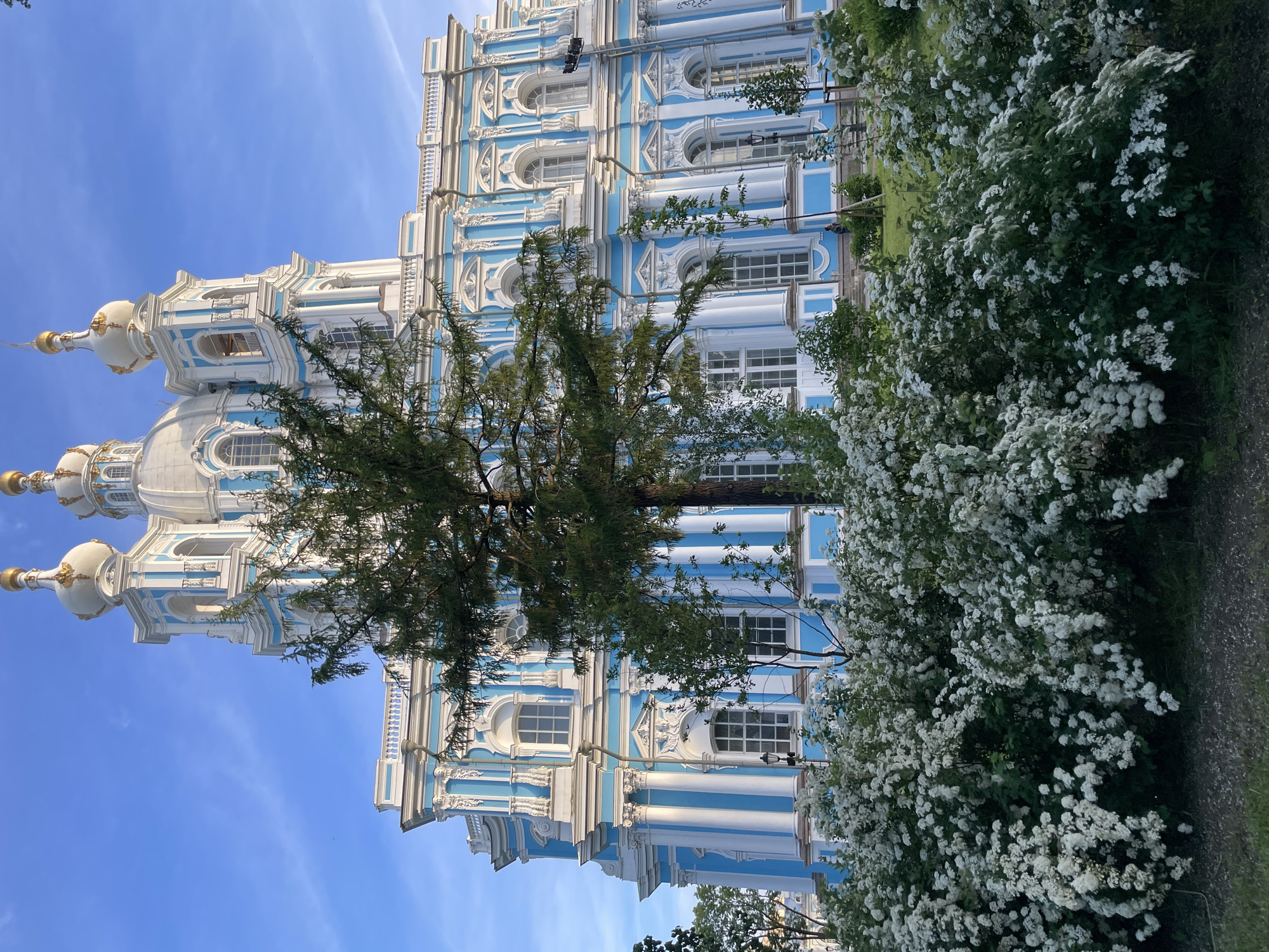 The image displays the exterior of the Smolny Cathedral in St. Petersburg, Russia, rendered in a striking Russian Baroque style. The monumental building features a prominent facade predominantly painted in light blue with white architectural detailing, including numerous Corinthian-style columns, pilasters, arched window frames, and intricate stucco ornamentation. Five white, onion-domed cupolas, each topped with a golden finial, are visible against a bright blue sky with sparse, wispy clouds. The central dome appears slightly larger than the surrounding four.
In the foreground, a dense, extensive bed of white-flowering shrubs, likely Spiraea in full bloom, partially obscures the lower portion of the cathedral. A tall, slender coniferous tree, possibly a Larch, stands directly in front of the building, its branches extending upwards and obscuring parts of the facade. Smaller trees and green foliage are scattered throughout the mid-ground. A faint, indistinct human figure is visible in the distance on a grassy slope near the building's base, to the right of the central tree. A black street lamp is partially visible behind the foreground foliage, on the left side of the building. The lighting suggests natural daylight, possibly late afternoon, casting soft illumination on the building's architectural elements.