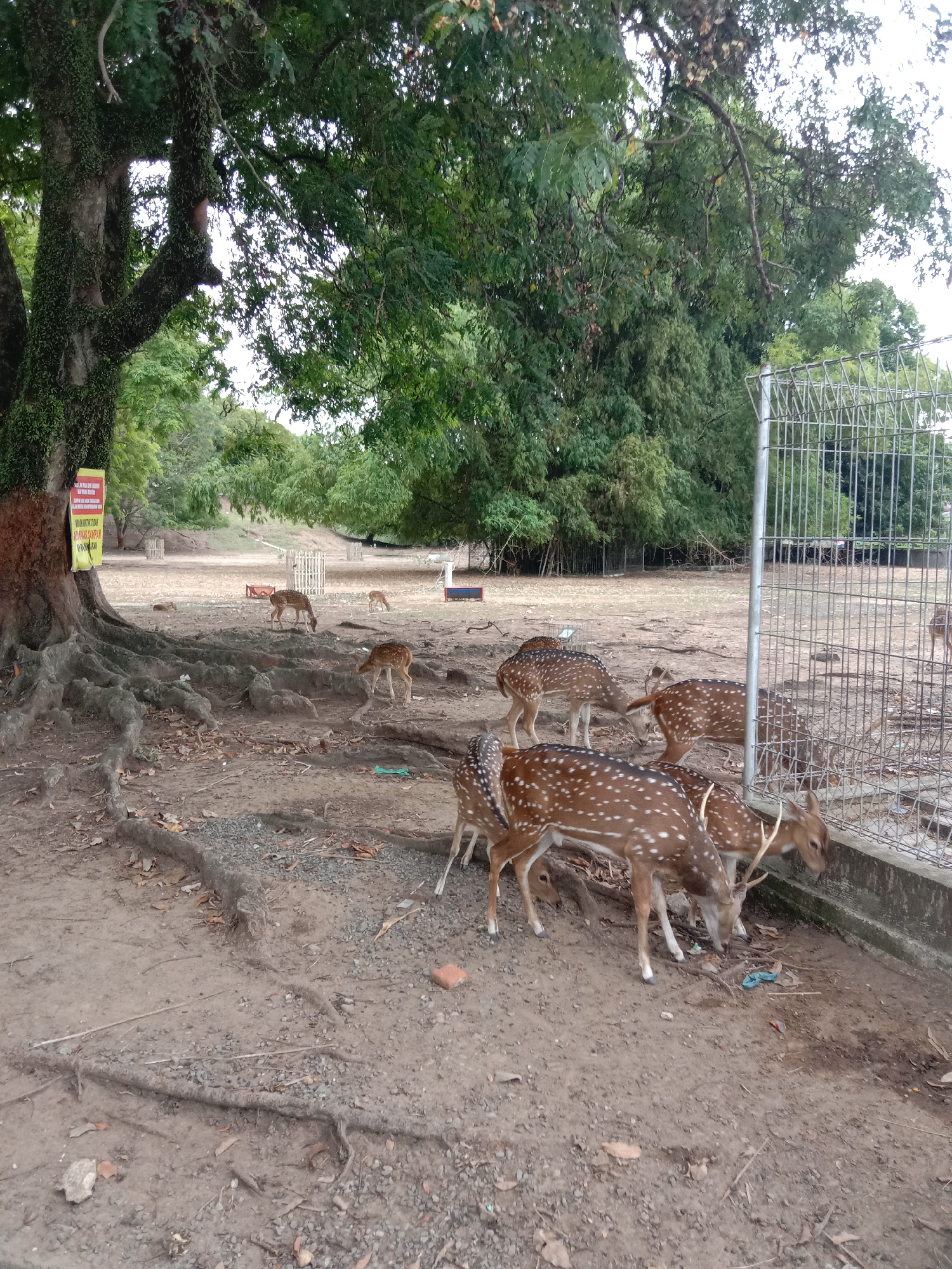The image depicts a group of spotted deer in a park-like setting, likely in Lhokseumawe, Indonesia, as specified in the prompt. A large tree with exposed roots dominates the left side of the frame, and a metal fence runs along the right. The ground is dirt, and several deer are grazing or standing near the fence. In the background, there is a grassy area with more deer visible. A sign in Bahasa Indonesian hangs from the tree on the left. The scene appears to be an enclosure or a managed area for deer.