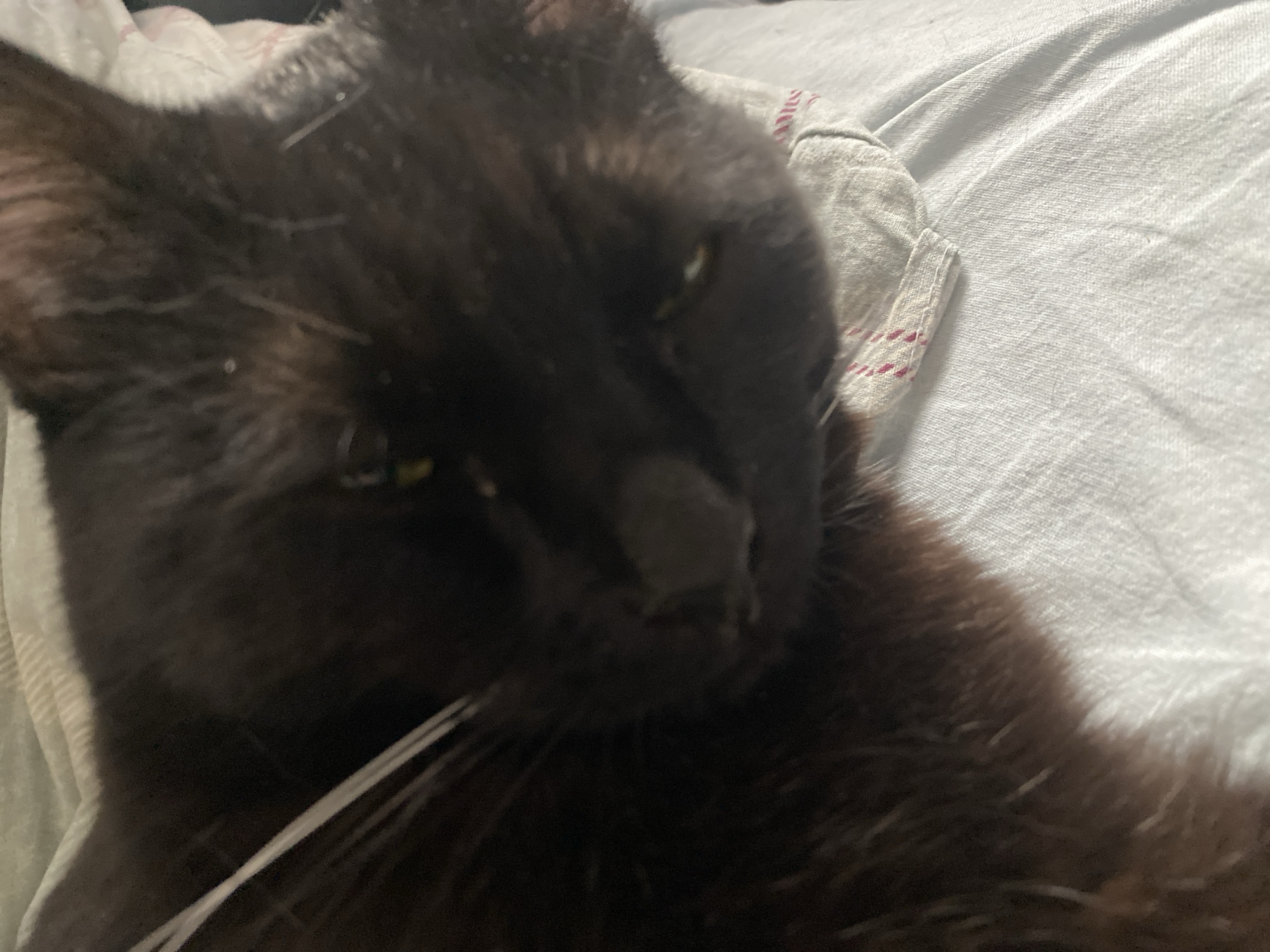 A close-up shot shows a black cat lying on a light-colored fabric. The cat's head is in focus, with one eye partially visible and whiskers extending to the left. The background is blurry and consists of a white or light-colored fabric with a visible seam and red stripes near the top left. The cat is not in Izhevsk, Russia.