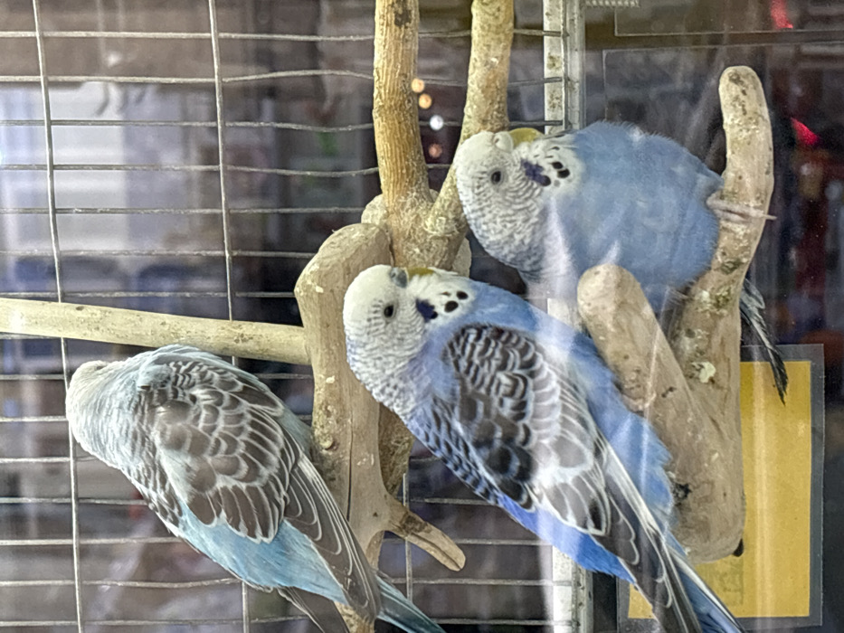 The image depicts three blue budgerigars inside an enclosure, viewed through a transparent glass barrier, located in Tbilisi, Georgia. A light blue budgerigar with grey-brown barred wings is positioned at the top, facing away from the viewer, perched on a natural wooden branch. Below it, two additional light blue budgerigars, featuring white and black barring on their heads and backs, yellow beaks, and dark cheek spots, are also perched on separate wooden branches; one faces left-front, the other right-front. The wooden perches show minor greenish discoloration. A wire mesh cage structure is visible behind the birds. Reflections on the glass barrier and a blurred background suggest an indoor retail environment with artificial lighting. A partial yellow rectangular label is visible through the glass in the lower left portion of the frame. No people are visible.