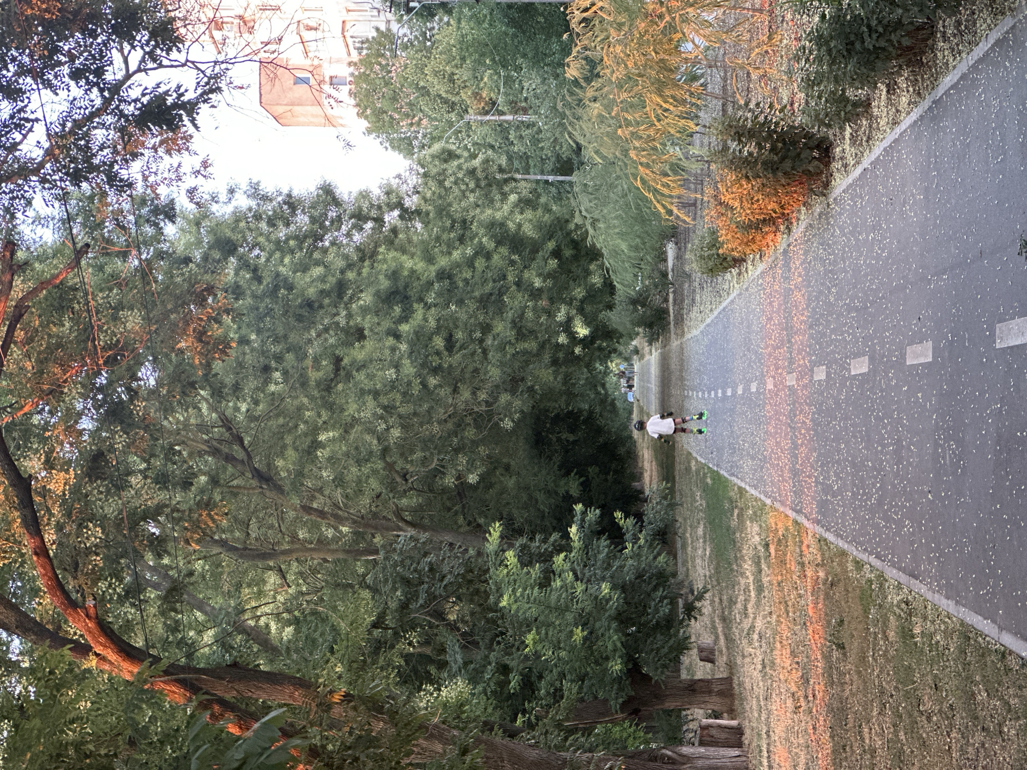 The image depicts a paved pathway, likely a cycling or walking path, running through a tree-lined park in Chornomorske, Ukraine. The pathway is marked with white dashed lines. A single child, wearing a white t-shirt, dark shorts, and rollerblades, is moving away from the viewer on the path. The child is wearing a helmet. The park is densely populated with trees, some of which are casting shadows and illuminated by the golden light of either sunrise or sunset. The ground on either side of the path is covered with dry grass and fallen leaves or petals. In the background, a building with a light-colored facade is visible peeking through the trees, suggesting an urban or semi-urban setting. The overall atmosphere is peaceful and natural, with the late afternoon or early morning light creating a warm glow.
