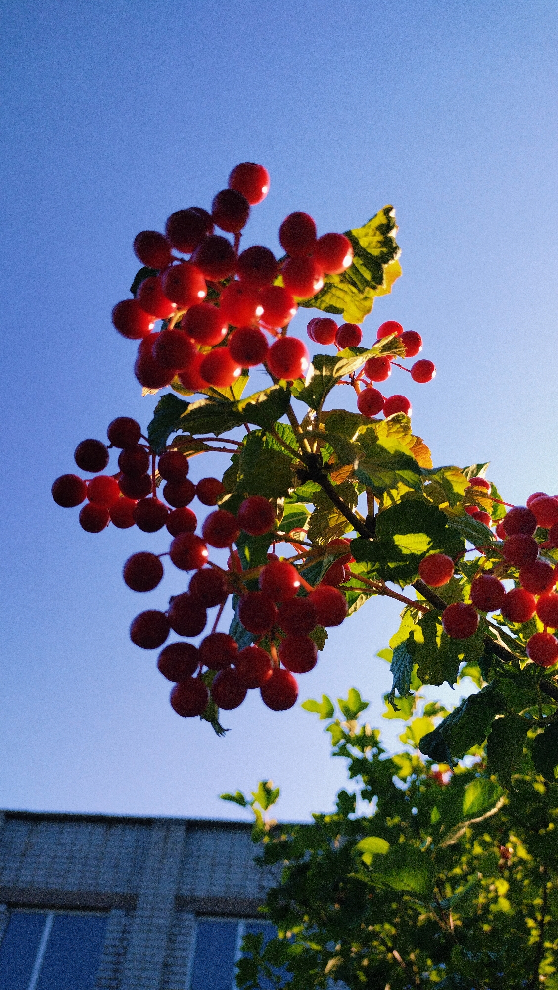 This is a close-up, upward-angle, vertical shot of red berries on a branch against a clear blue sky, likely taken in Horishni Plavni, Ukraine. The berries are clustered together on thin stems, with green leaves interspersed. Sunlight illuminates the berries from behind, creating a slight glow. In the lower left corner, the top of a brick building with blue-tinted windows is visible, suggesting an urban or suburban setting. The overall impression is one of nature against a backdrop of man-made structures.
