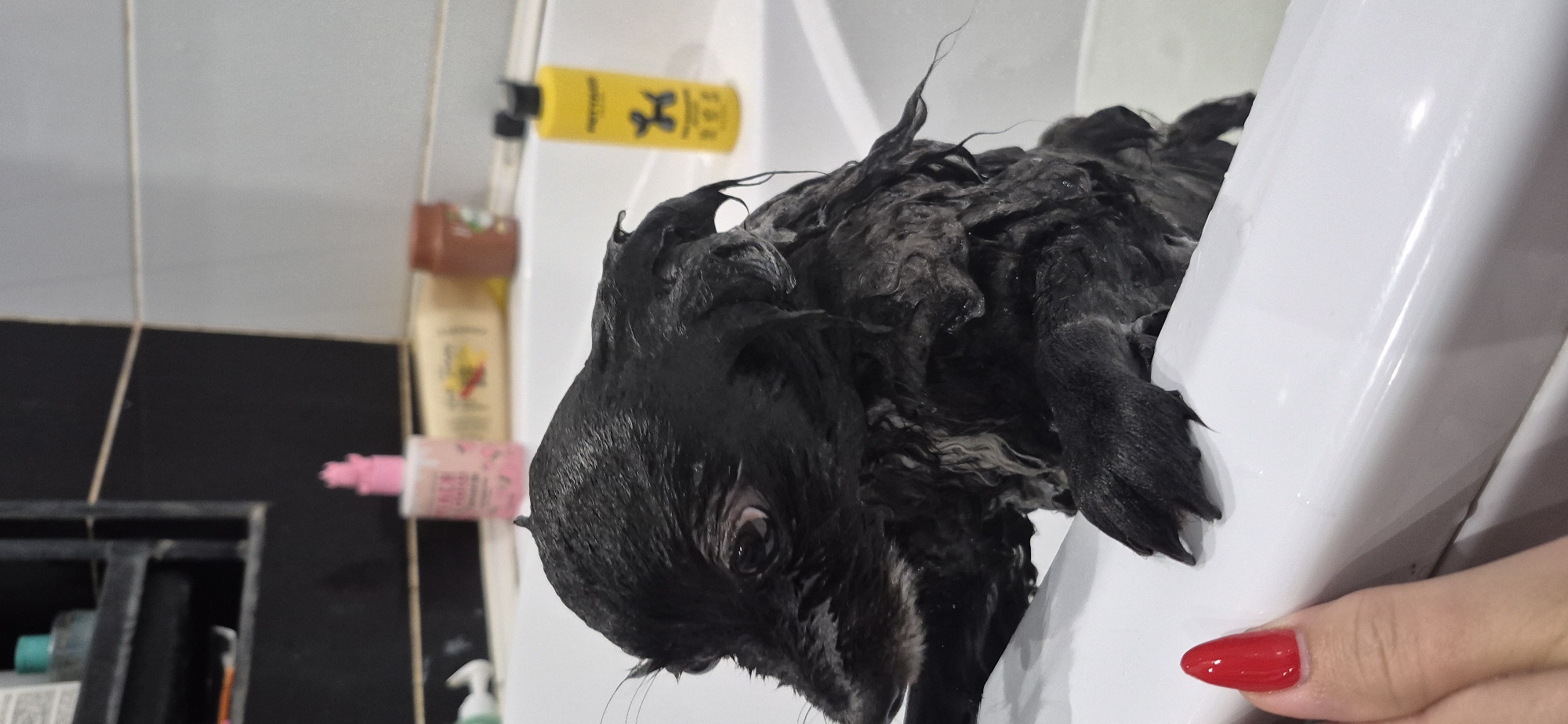 A wet, black dog with its fur matted and dripping is in a white bathtub. The dog is positioned to the left of the frame, facing towards the left. Its eyes are visible, and it appears to be looking slightly upwards. The dog's paws are resting on the edge of the bathtub. In the background, on a shelf, are various bottles, including a pink bottle with a crown-shaped cap, a yellow bottle with a black cap and a balloon dog logo, and other unidentifiable containers. The bathtub is clean and appears to be in a domestic bathroom setting. The location provided is Bezvodnoe, Russia.