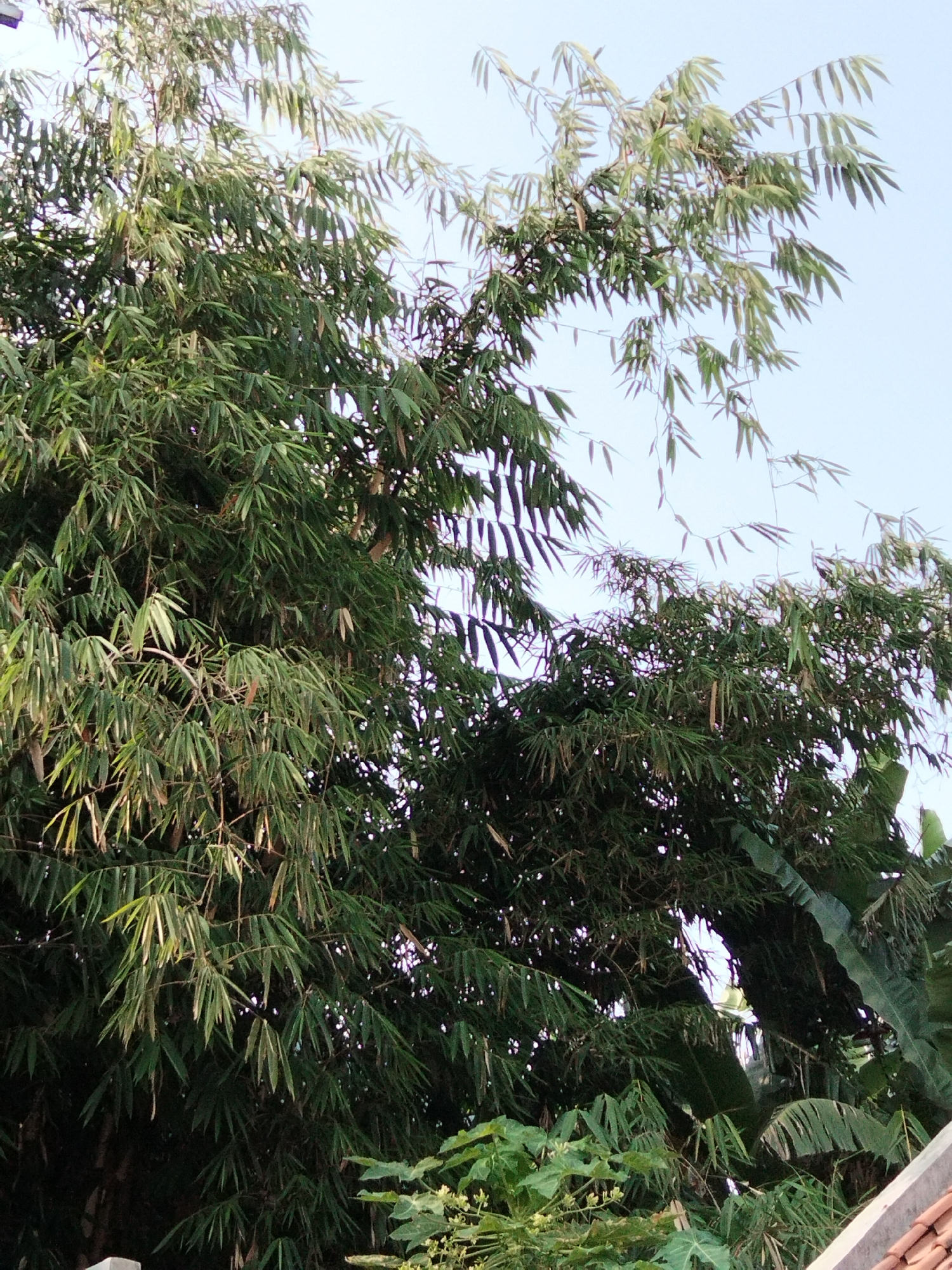 The image depicts a dense canopy of bamboo trees against a clear, pale blue sky. The bamboo leaves are a vibrant green, with some lighter, yellowish-green hues visible, suggesting variations in age or light exposure. The branches of the bamboo are long and slender, with the leaves clustered densely along them, creating a lush and somewhat opaque effect. The sky appears to be bright, indicating daylight. The bottom right corner of the image shows a hint of terracotta roof tiles, suggesting the presence of a building. The overall scene is natural and outdoors, likely a garden or park area. The location is identified as Bandung City, Indonesia.