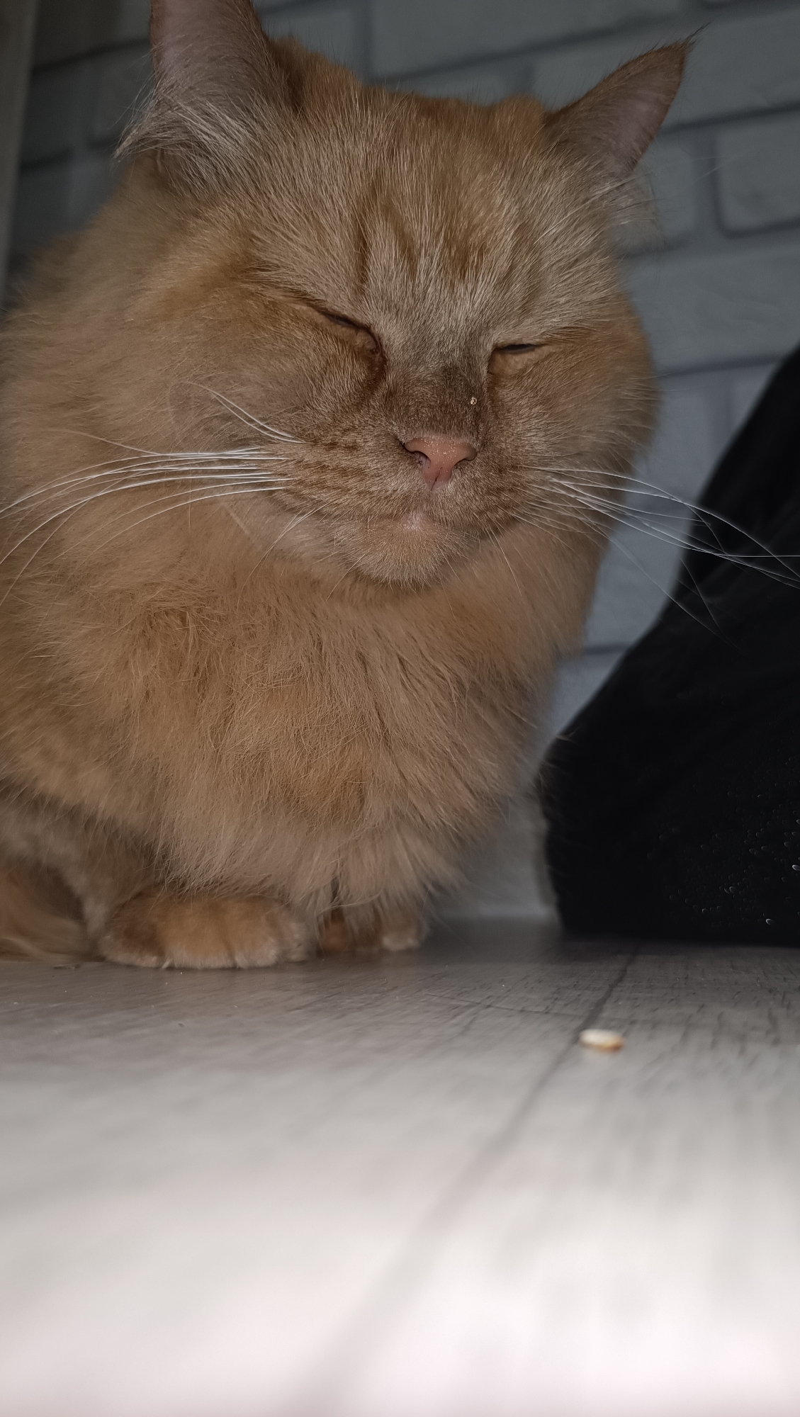 A fluffy, orange cat with closed eyes is sitting on a light-colored, textured surface, possibly a floor or shelf. The cat has prominent white whiskers and a pink nose. Behind the cat, a dark, textured object, possibly a piece of furniture or fabric, is visible. The background appears to be a gray, brick-patterned wall. The scene is dimly lit. There is no indication of the city of Chaikovsky, Russia, or any specific location within it.