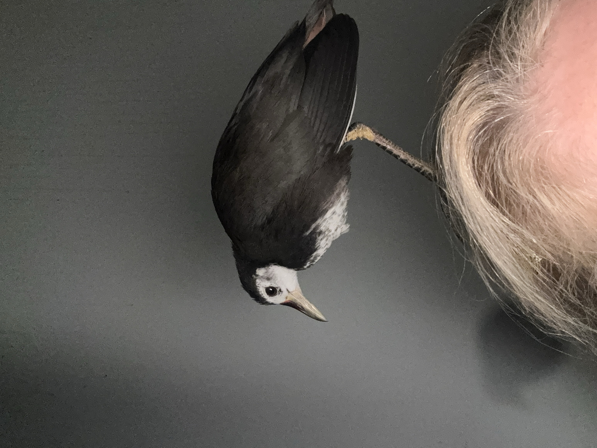 The image captures a striking close-up of a bird interacting with a person. A bird, primarily dark-colored with a distinctive white face, throat, and breast, hangs upside down in the frame. Its dark eyes are visible, along with a slender, bi-colored beak that is dark at the tip and transitions to reddish at the base. The bird's scaly, yellowish leg and dark claws are apparent, appearing to grip something unseen just off-frame.
To the right of the bird, a section of a person's head is visible, showing light-toned skin and a mass of wavy, predominantly gray and white hair. The bird's leg appears to extend towards the person's head, creating the impression of a very close, intimate interaction, possibly with the bird perched on or near the person's ear or hair.
The background is a uniform, dark gray, providing a stark, minimalist setting that emphasizes the subjects. The lighting is soft and even, highlighting the textures of the bird's feathers, its leg, and the person's hair. The scene, located in Kuta Selatan, Indonesia, suggests a unique moment, perhaps involving a pet bird or a tamed wild bird. There is no visible text in the image.