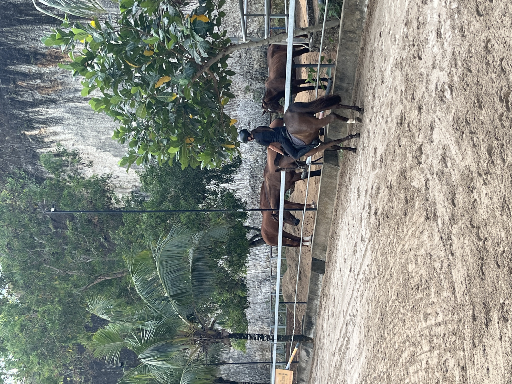 In Kuta Selatan, Indonesia, a person wearing a black shirt and helmet rides a brown horse in a sandy arena. Several other brown horses are visible in the background, standing near a fence. The arena is bordered by a concrete barrier and a metal fence. Beyond the fence, a sandy embankment is visible, and further back, a rocky cliff face is covered in lush green trees and palm trees. The overall environment suggests an outdoor equestrian facility situated near a natural, tropical landscape.