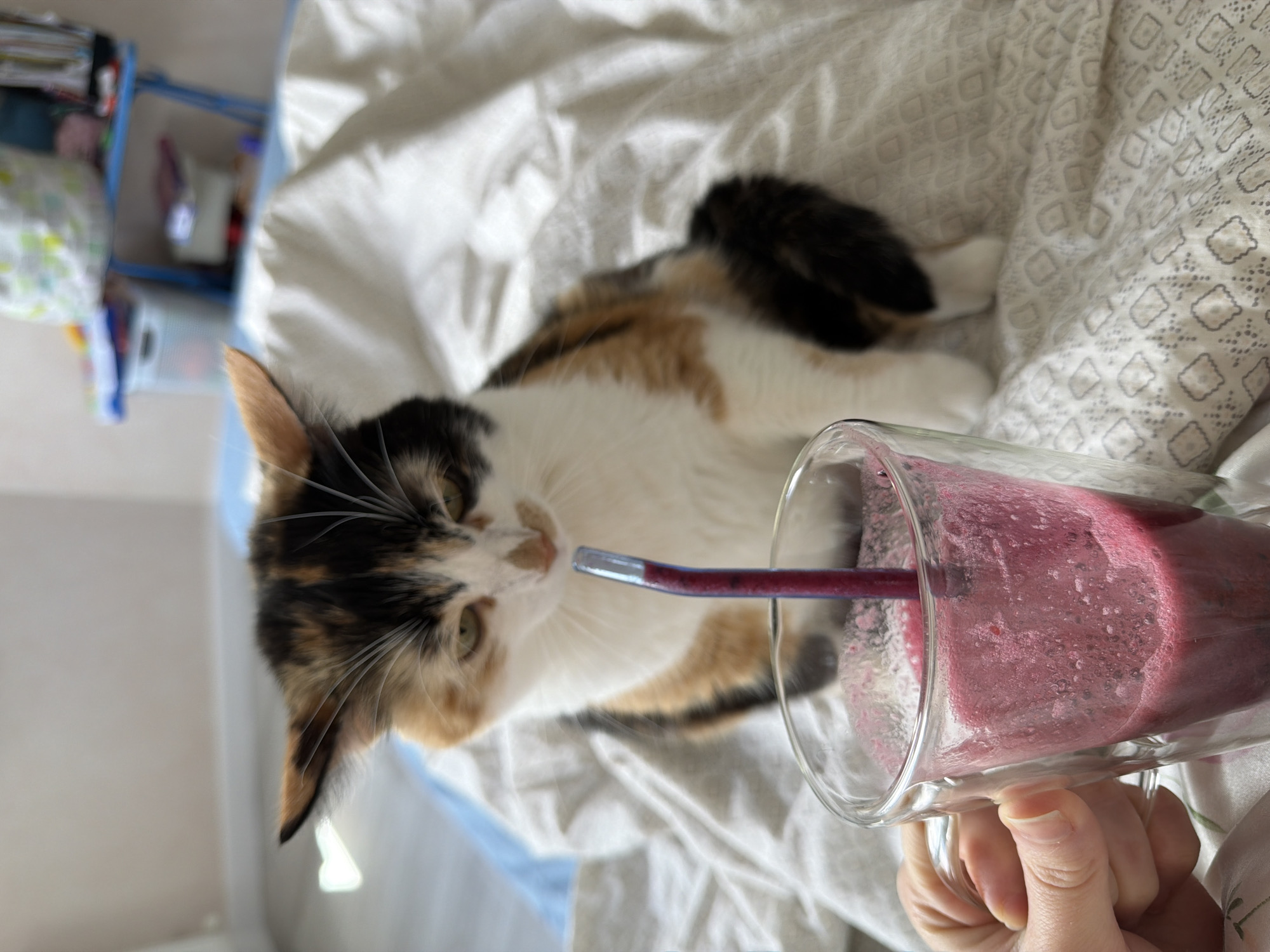 A medium shot captures a cat and a smoothie in a glass mug indoors. The calico cat is mostly white with patches of black and orange. It is lying on a white bedspread with a gray geometric pattern and facing the smoothie. The smoothie is a deep purple color with a blue straw. A human hand is holding the mug. A blue rack is faintly visible in the background. The image was taken in Rossiyskiy, Russia.