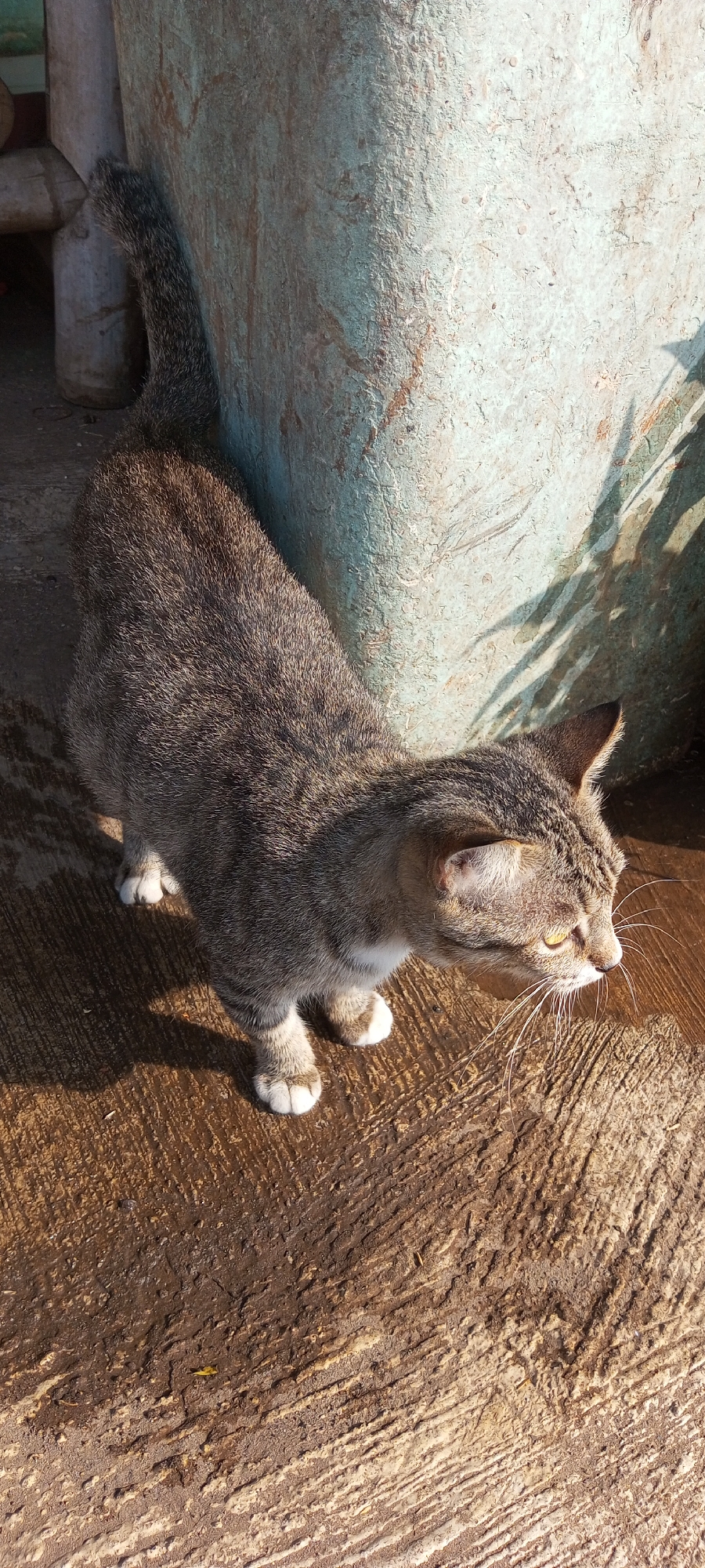 A tabby cat with white paws stands on a damp concrete surface in Setu, Indonesia. The cat is facing to the right, with its body angled towards the viewer. Its fur is a mix of gray and brown stripes, and it has yellow eyes. Behind the cat is a textured, light blue cylindrical object, possibly a large pot or pillar, with some reddish-brown markings. Sunlight casts shadows on the concrete and the blue object, indicating it is daytime. The ground appears to be slightly wet or stained, with streaks and indentations visible in the concrete texture. A portion of a wooden structure is visible to the left of the blue object. The scene is outdoors, with natural light.