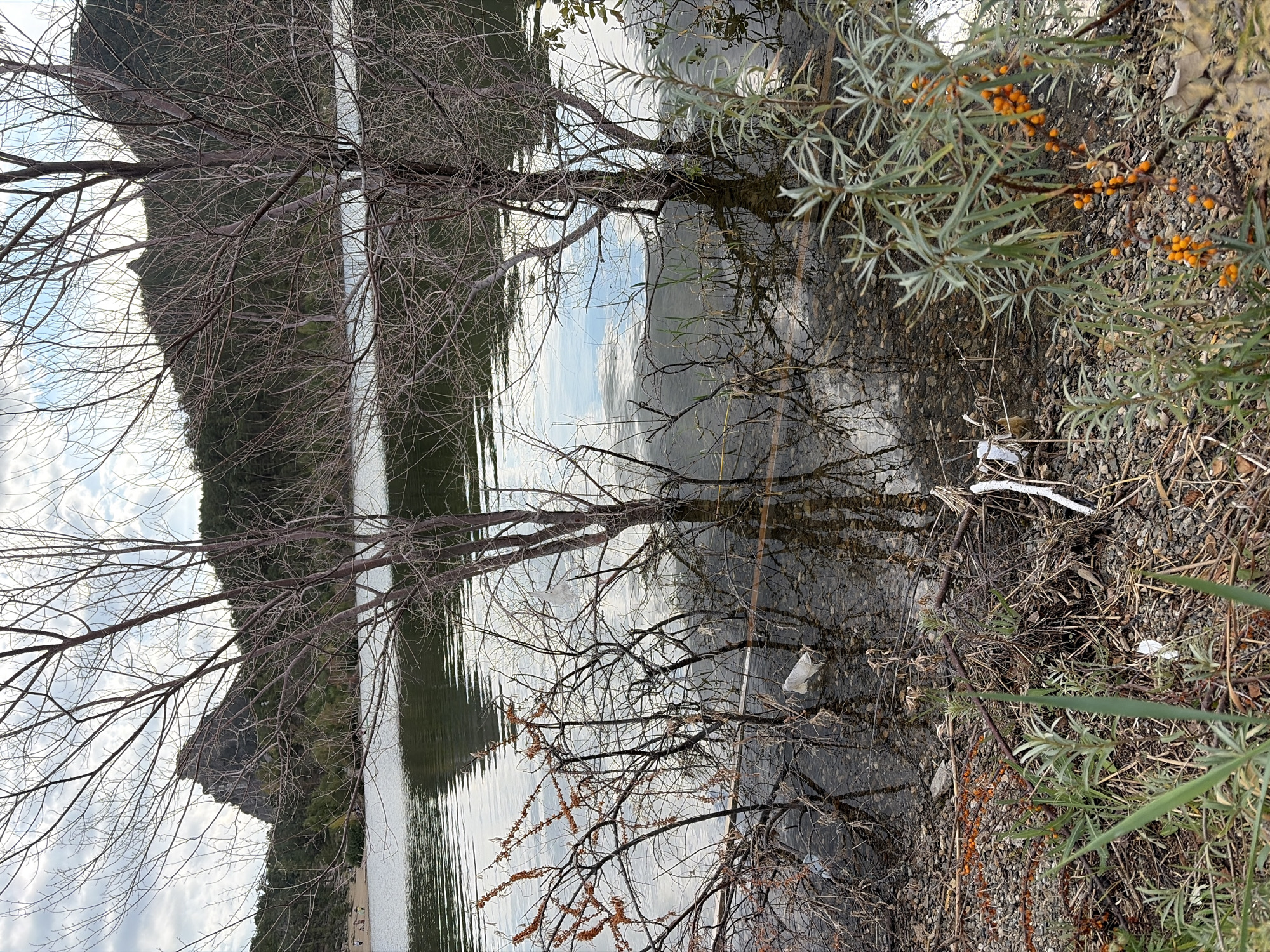 The image depicts a natural landscape with a body of water, likely a lake or reservoir, in the foreground. Bare trees with intricate branch structures are partially submerged in the water, their reflections creating intricate patterns on the surface. The water appears calm, with subtle ripples. In the background, a rocky, mountainous terrain covered with dense green vegetation is visible under a cloudy sky. The shoreline is a mix of pebbles, dry branches, and some sparse green foliage, with a few pieces of white plastic debris visible in the shallow water and on the bank. The overall scene conveys a sense of natural beauty, albeit with some signs of human impact in the form of litter. The location is specified as Зелёный Бор ауылдық округі, Kazakhstan.
