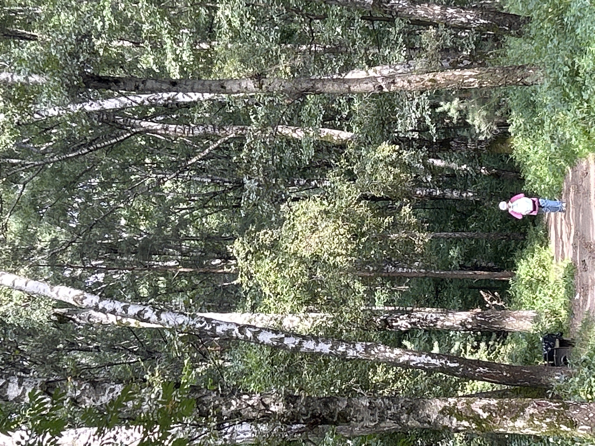 A person wearing a pink top and a white backpack walks away from the camera on a dirt path in a forest. The path curves to the right. Tall, slender birch trees with white bark and dark markings dominate the scene, interspersed with dense green foliage. The ground is covered with low-lying green plants and some dry leaves. In the background, more trees and foliage create a dense, natural environment. On the left side of the path, near the foreground, a dark object resembling a bench or trash can is partially visible amongst the greenery. The lighting suggests it is daytime, with sunlight filtering through the trees, creating areas of light and shadow. The location is identified as a forest park in Moscow, Russia, likely a recreational area within the city.